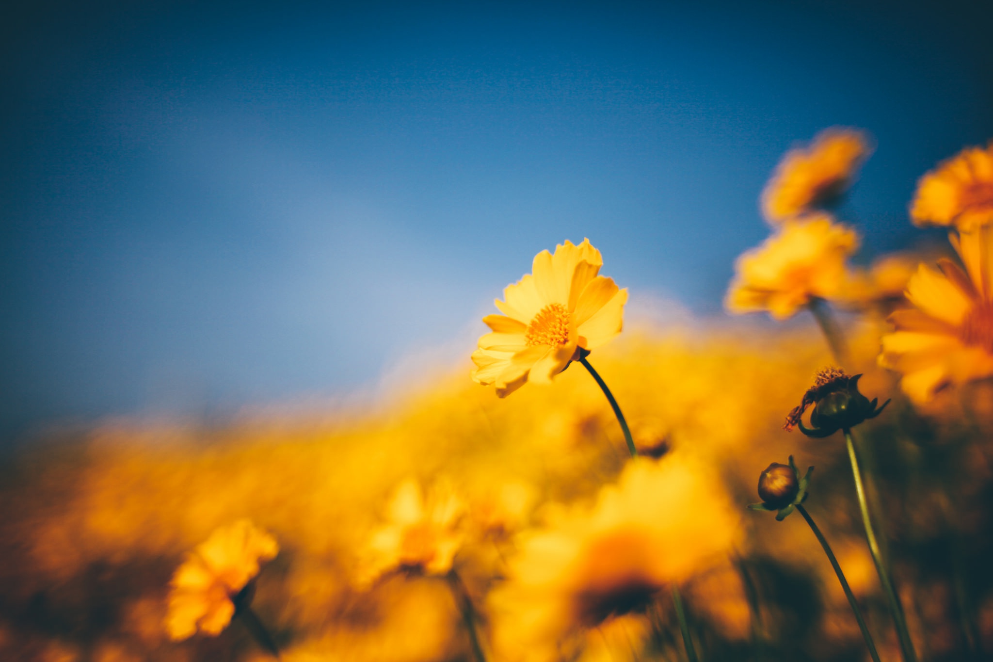 Обои цветы, жёлтая, желтые, боке,  цветы, flowers, yellow, bokeh разрешение 2048x1365 Загрузить