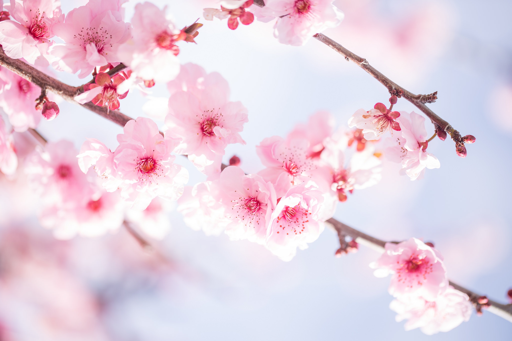 Обои цветы, ветви, вишня,  цветы, цветущая сакура, ветками, flowers, branch, cherry, cherry blossoms, branches разрешение 2048x1365 Загрузить
