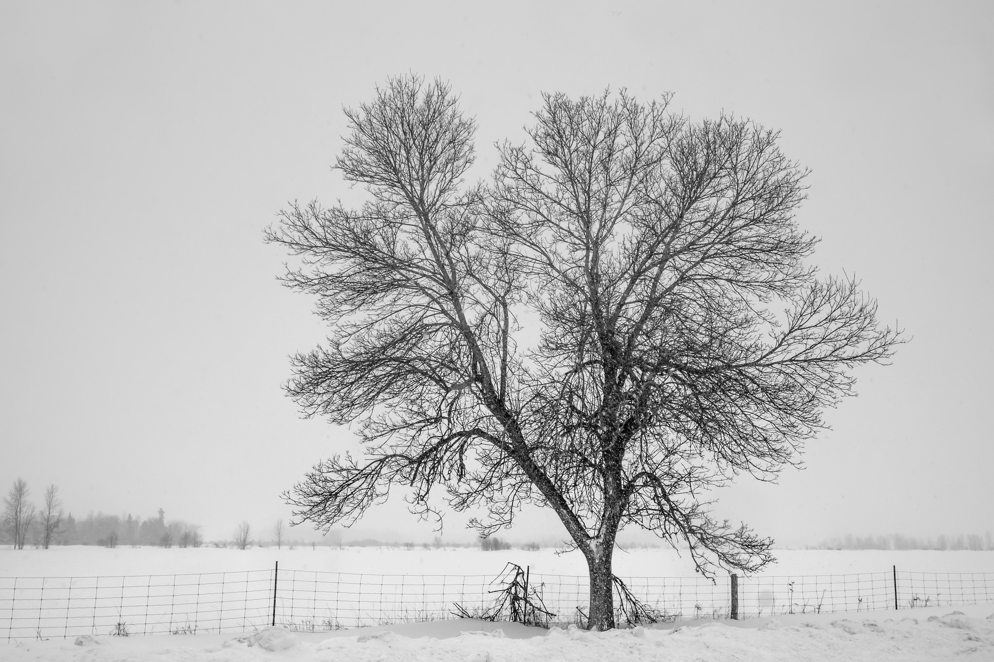 Обои снег, дерево, зима, туман, забор, холод, изгородь,     дерево, snow, tree, winter, fog, the fence, cold, fence разрешение 2048x1365 Загрузить