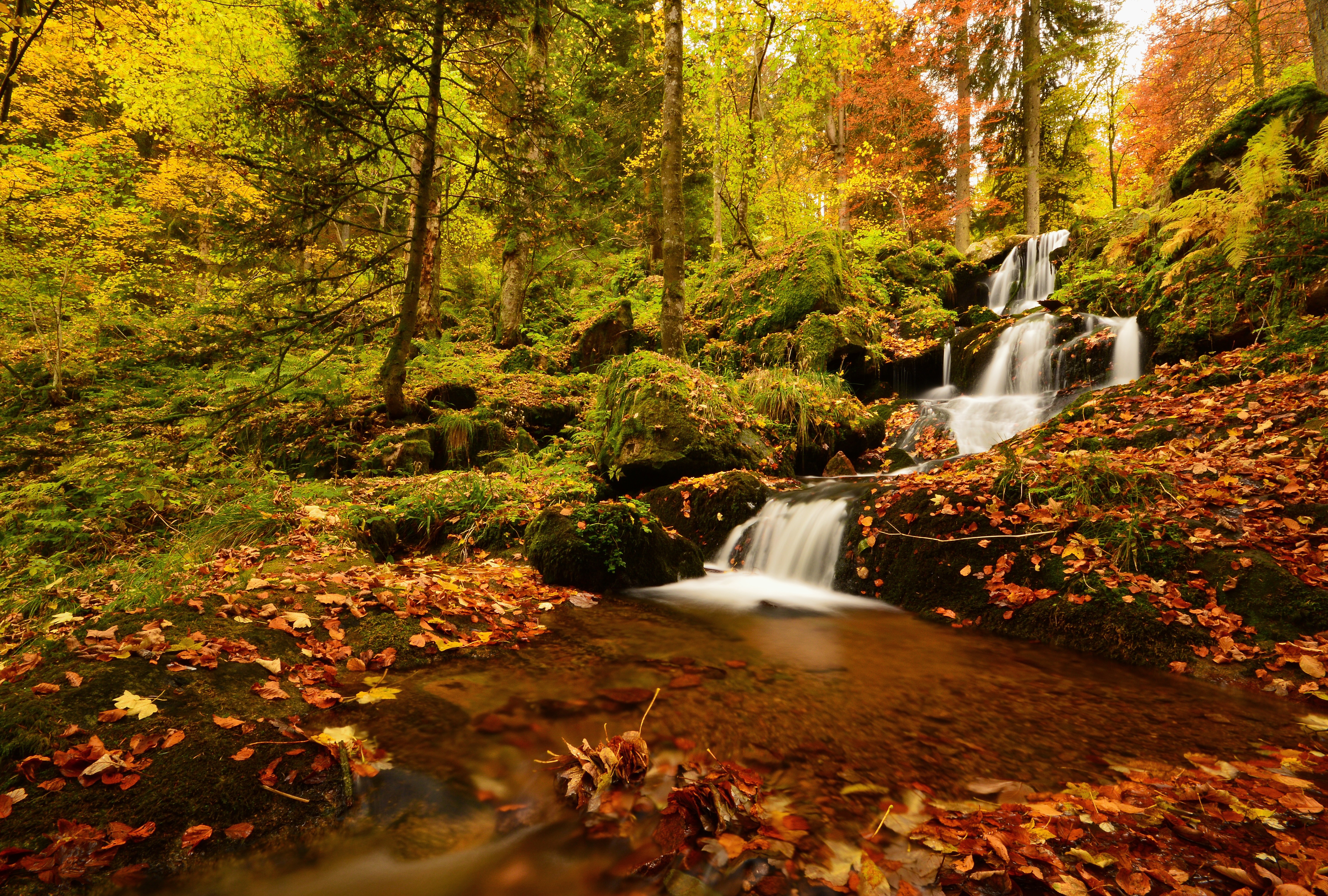 Обои деревья, neuviller-la-roche, лес, vosges mountains, листья, водопад, осень, франция, франци, нёвиллер-ла-рош, каскад де ла серва, cascade de la serva, trees, forest, leaves, waterfall, autumn, france, neville-la-roche разрешение 5925x4000 Загрузить