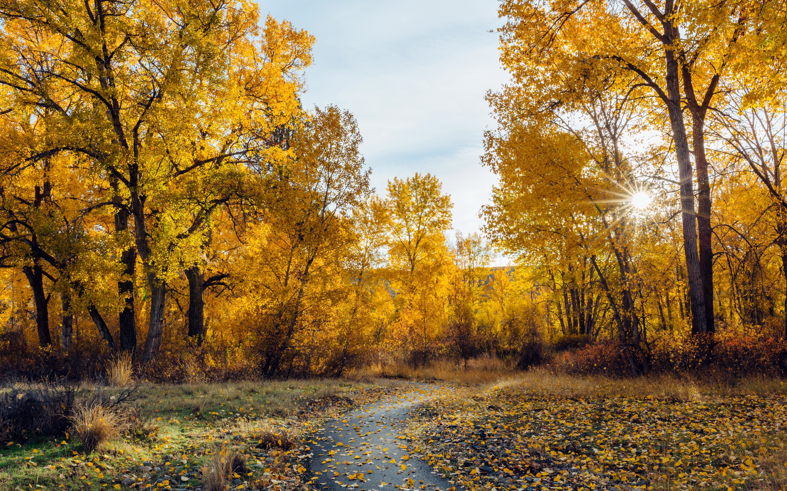 Обои деревья, природа, осень, trees, nature, autumn разрешение 2560x1600 Загрузить