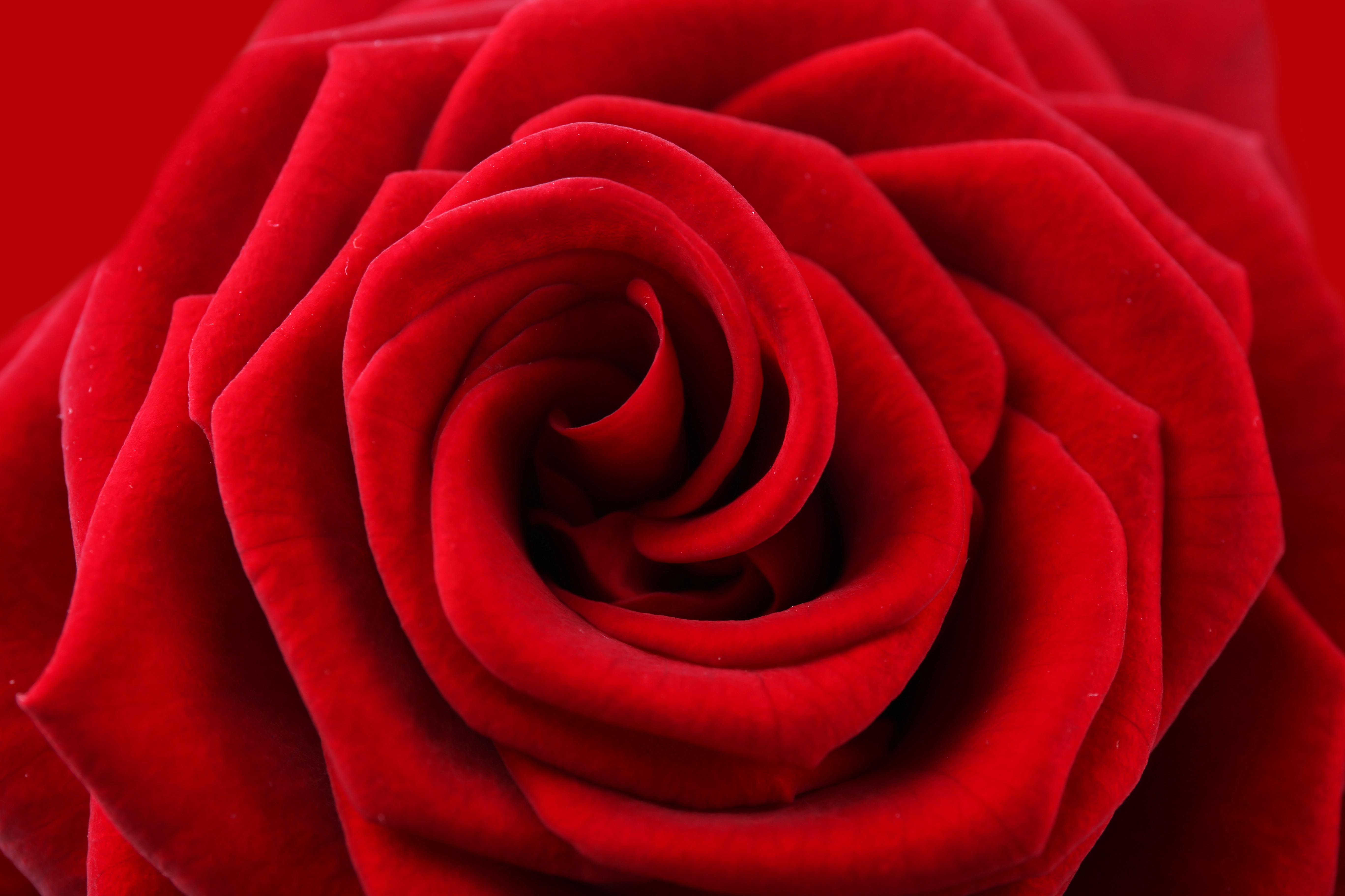 Обои цветок, роза, лепестки, красный, краcный, цветком, flower, rose, petals, red разрешение 5472x3648 Загрузить