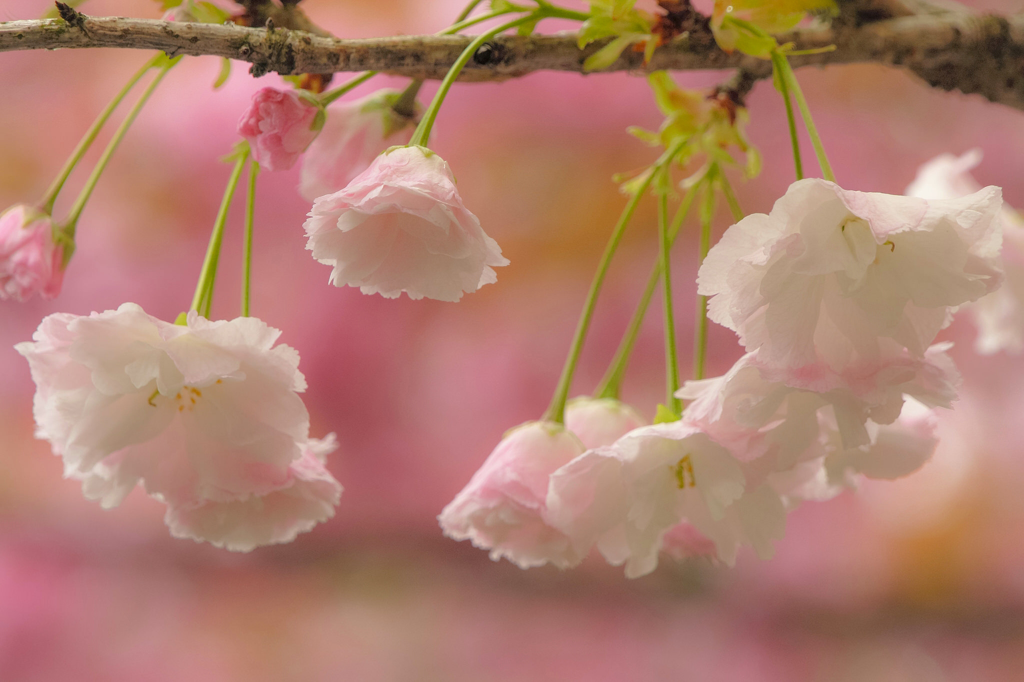 Обои цветы, ветка, цветение, макро, вишня, сакура, flowers, branch, flowering, macro, cherry, sakura разрешение 2048x1365 Загрузить