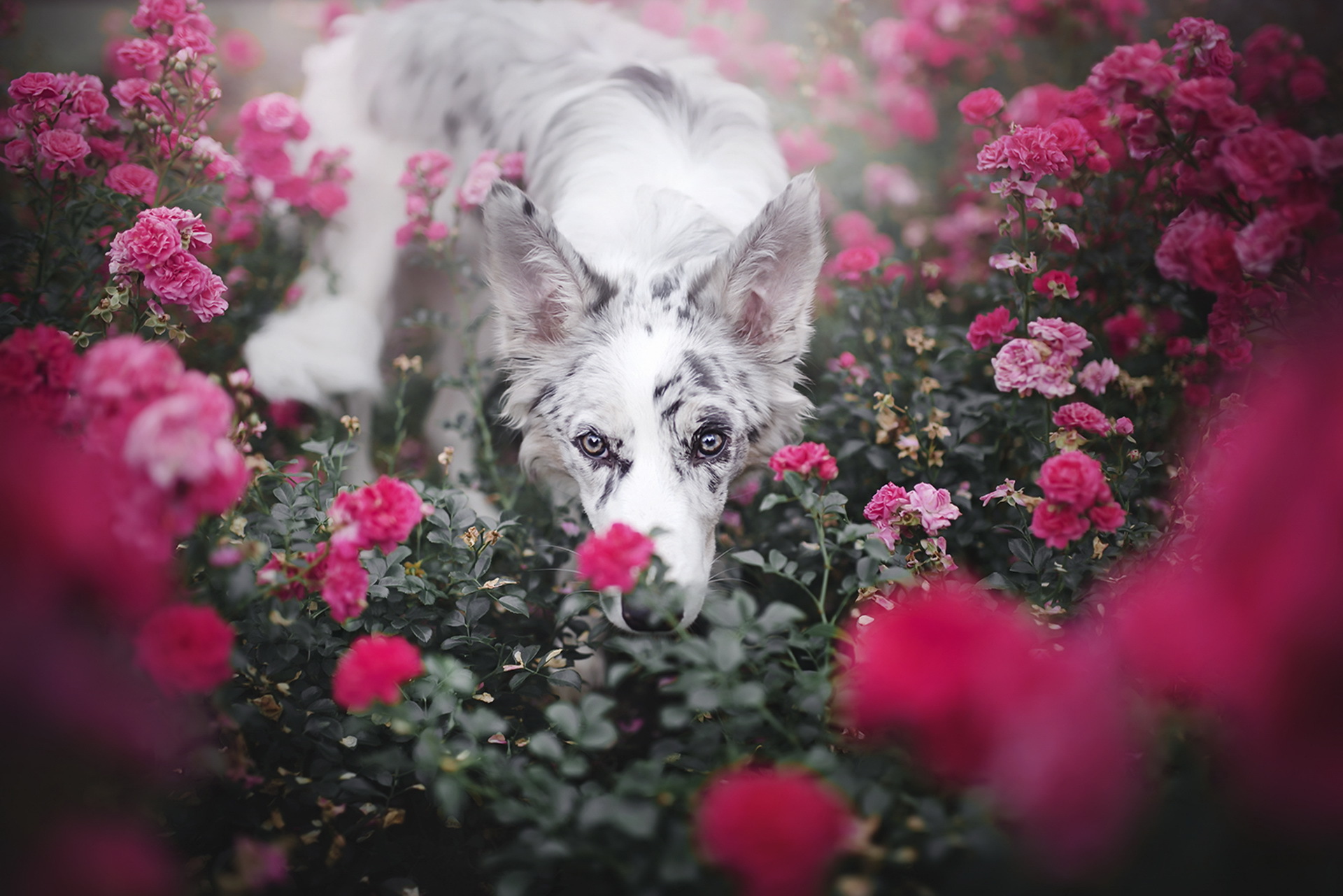 собака щенок цветы загрузить