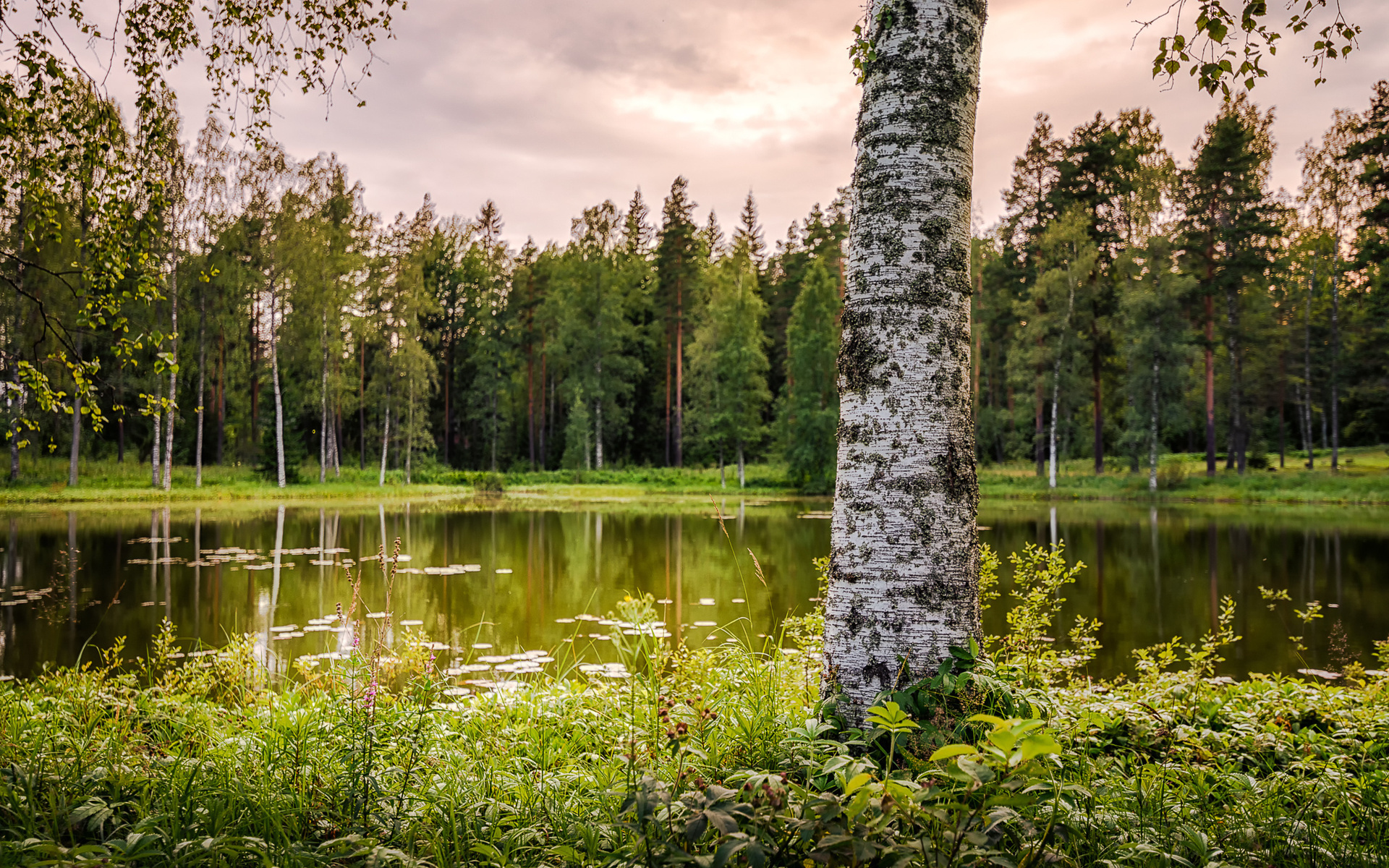 Обои озеро, природа, лес, береза, lake, nature, forest, birch разрешение 1920x1200 Загрузить