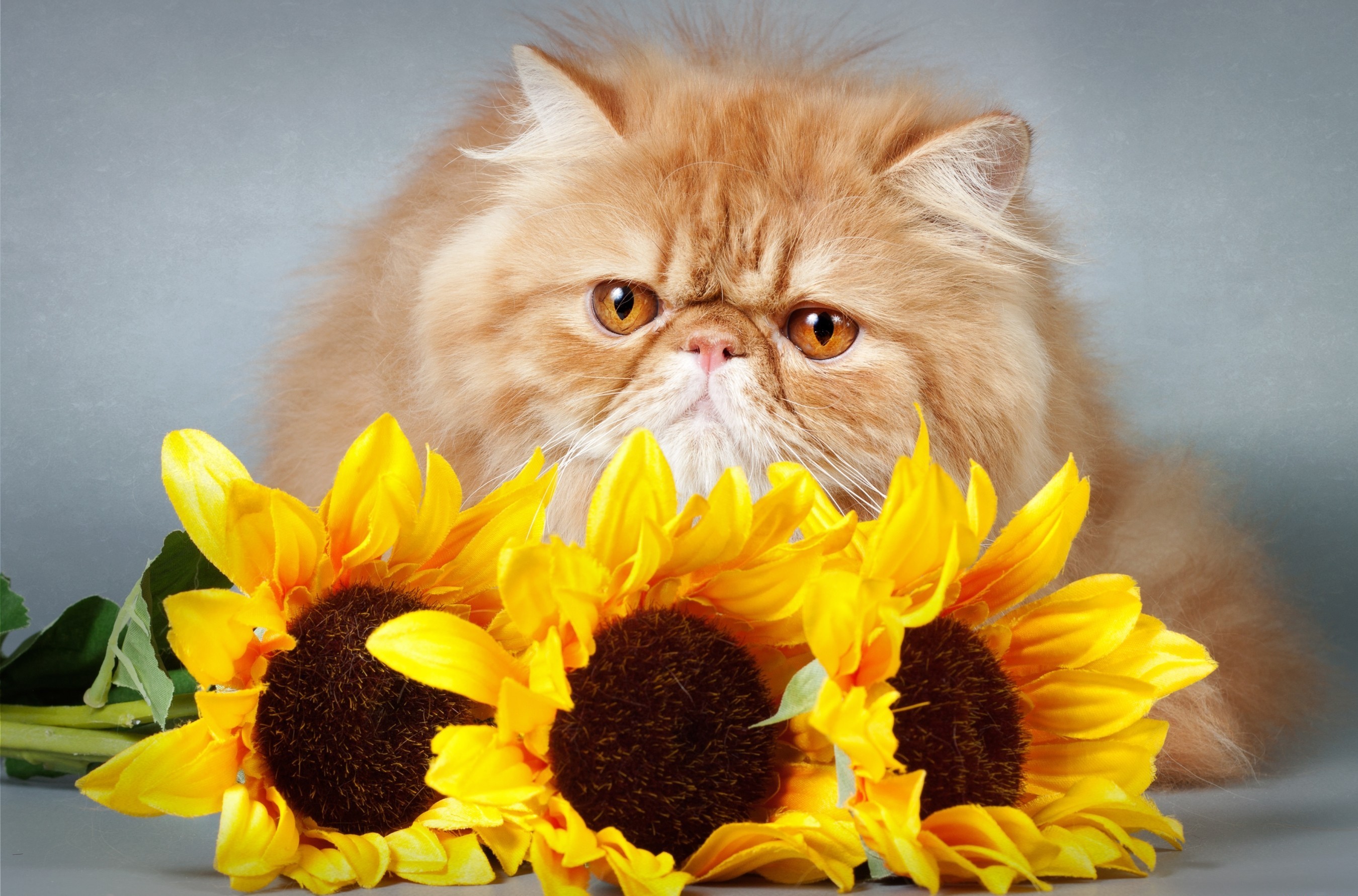 Рыженький котенок с горшком цветов бесплатно