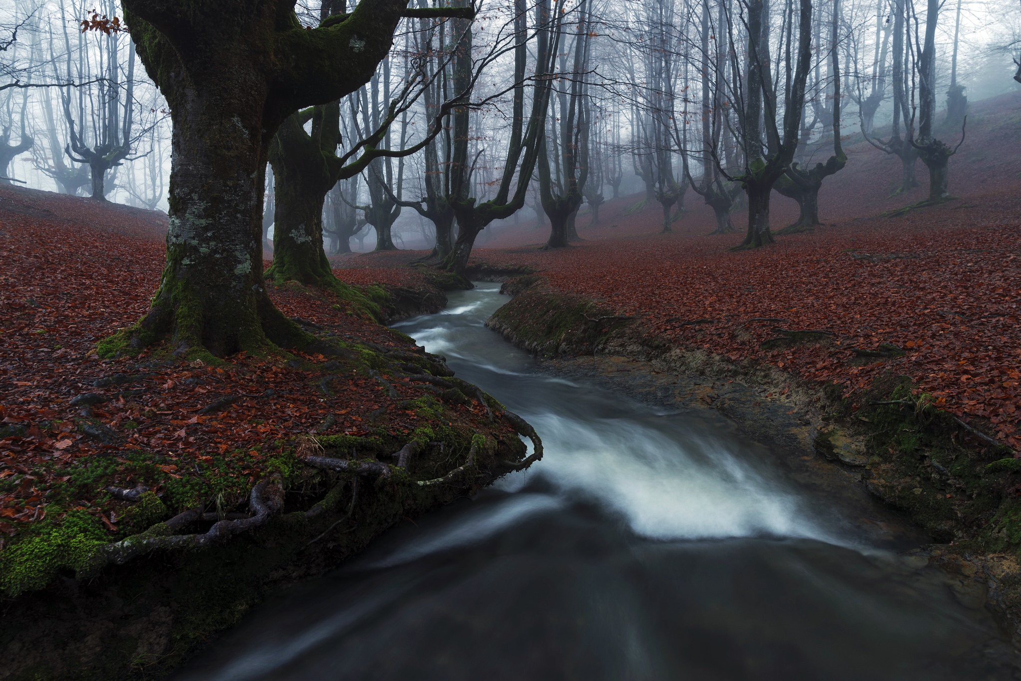 Обои река, лес, туман, river, forest, fog разрешение 2048x1367 Загрузить