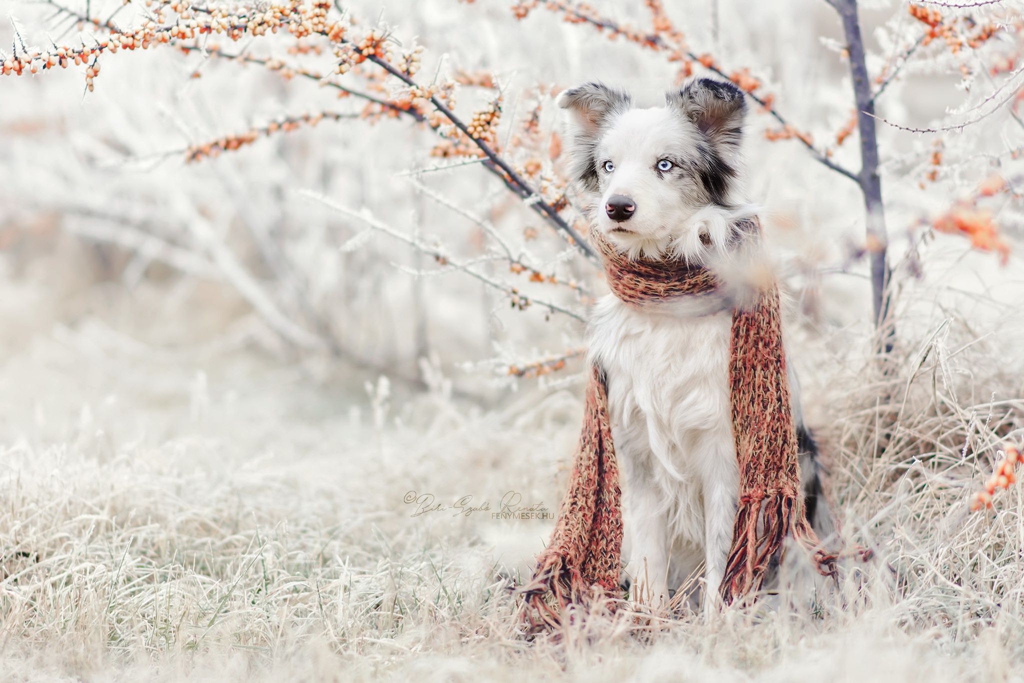 природа животные собаки шарф шапка бесплатно