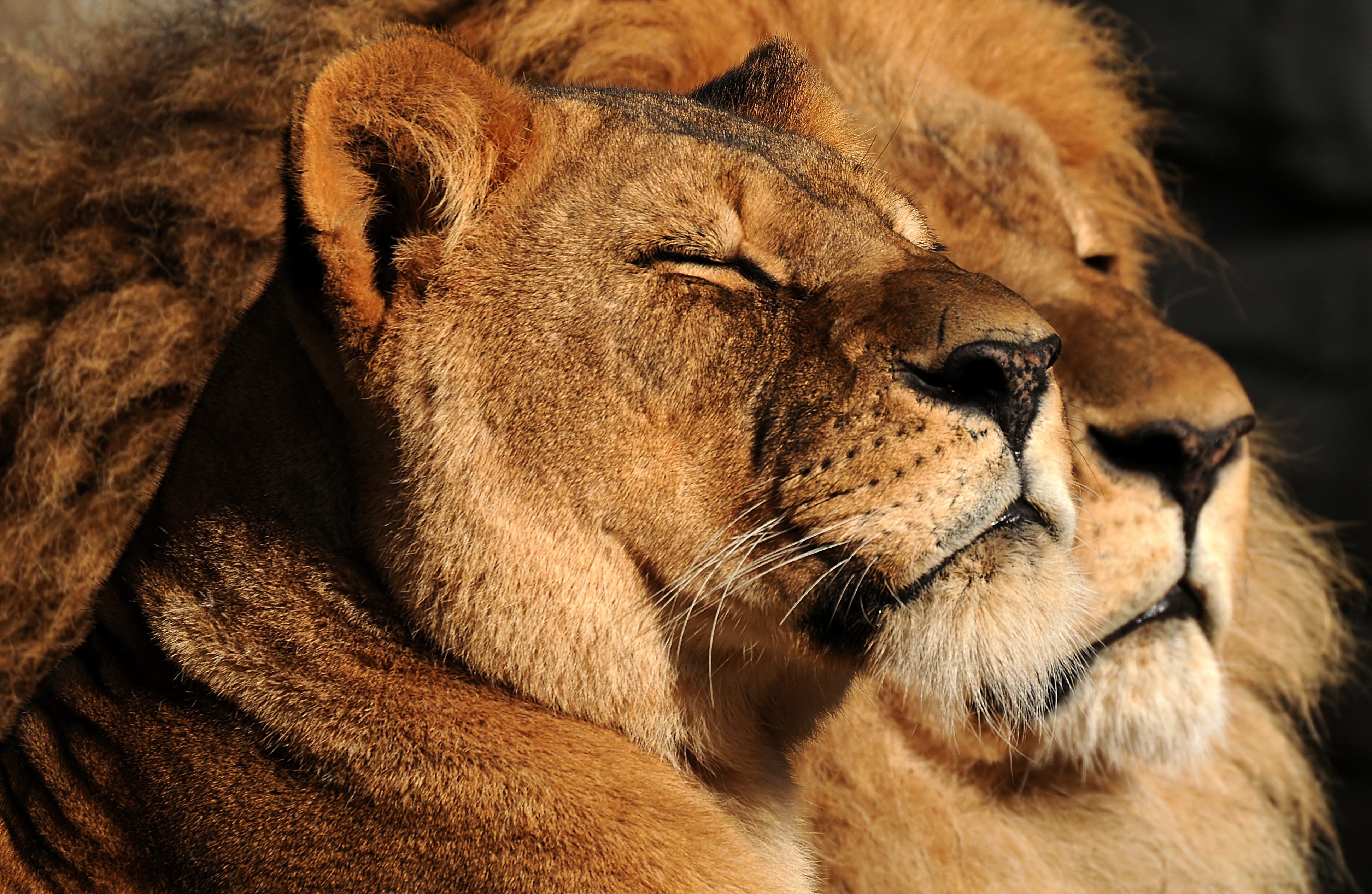Обои взгляд, пара, семья, дикие кошки, лев, львица, look, pair, family, wild cats, leo, lioness разрешение 3882x2529 Загрузить