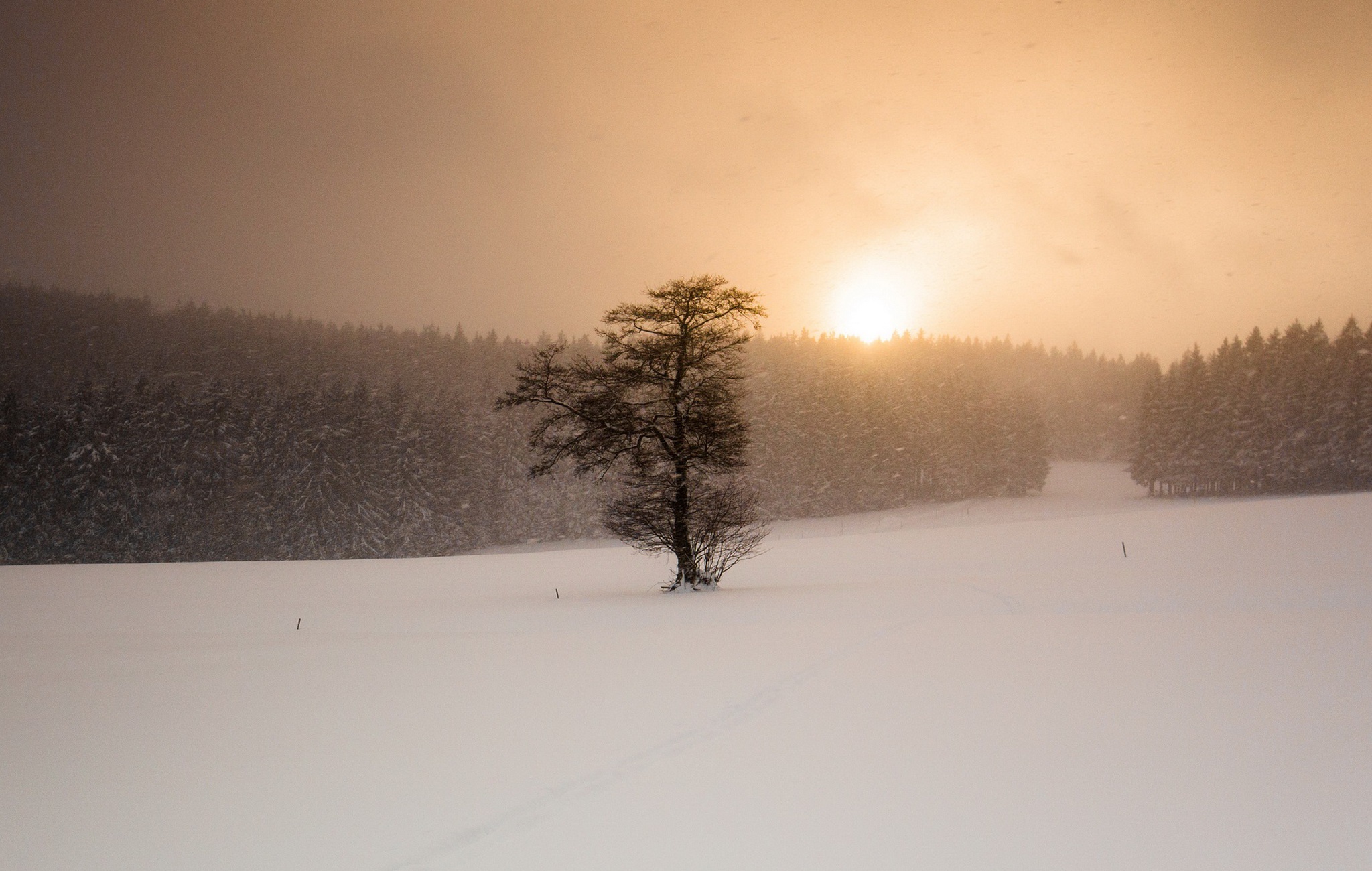 Обои снег, дерево, закат, зима, поле, метель, snow, tree, sunset, winter, field, blizzard разрешение 2048x1300 Загрузить