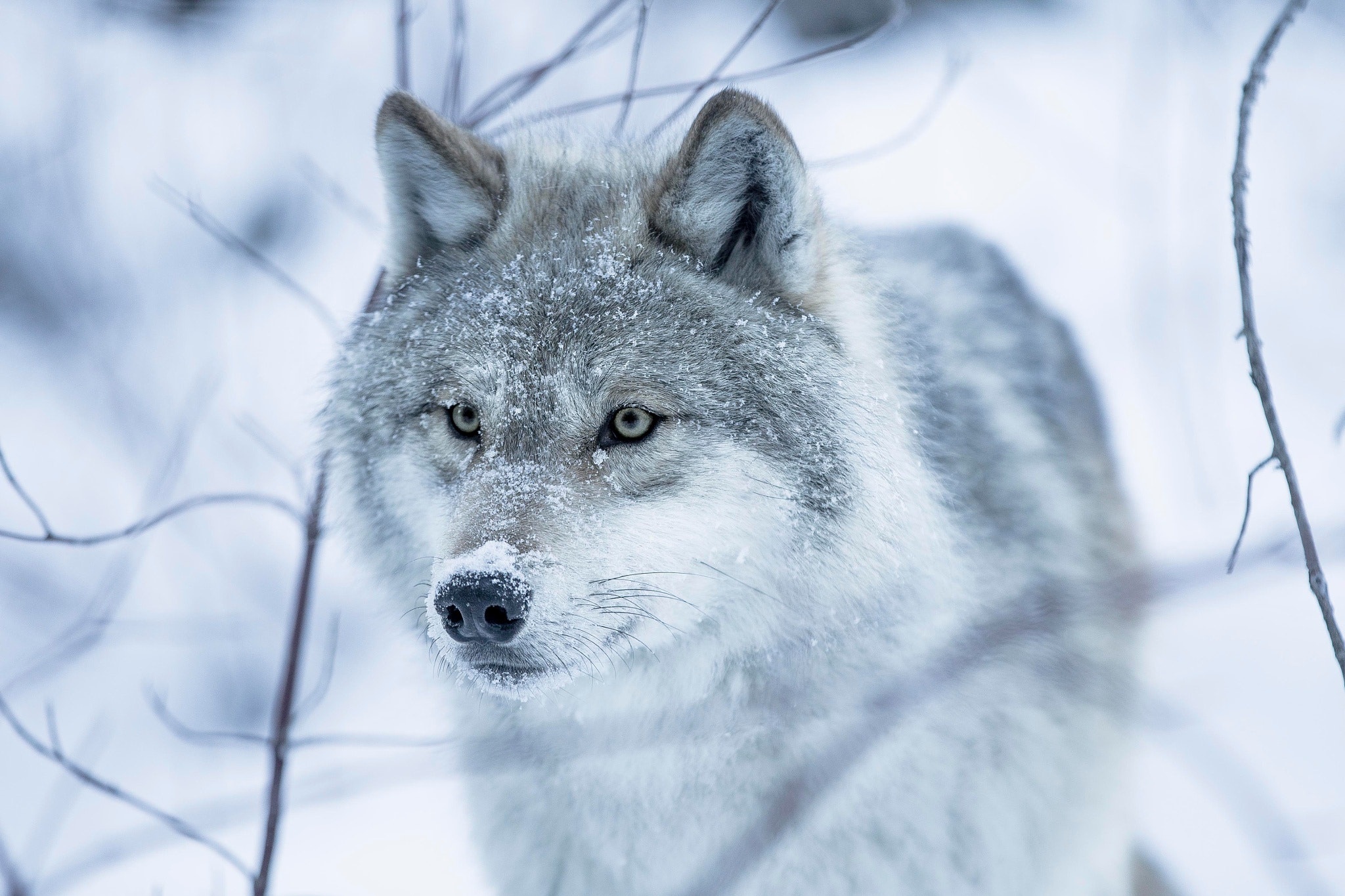 Обои глаза, снег, зима, взгляд, волчица, eyes, snow, winter, look, wolf разрешение 2048x1365 Загрузить