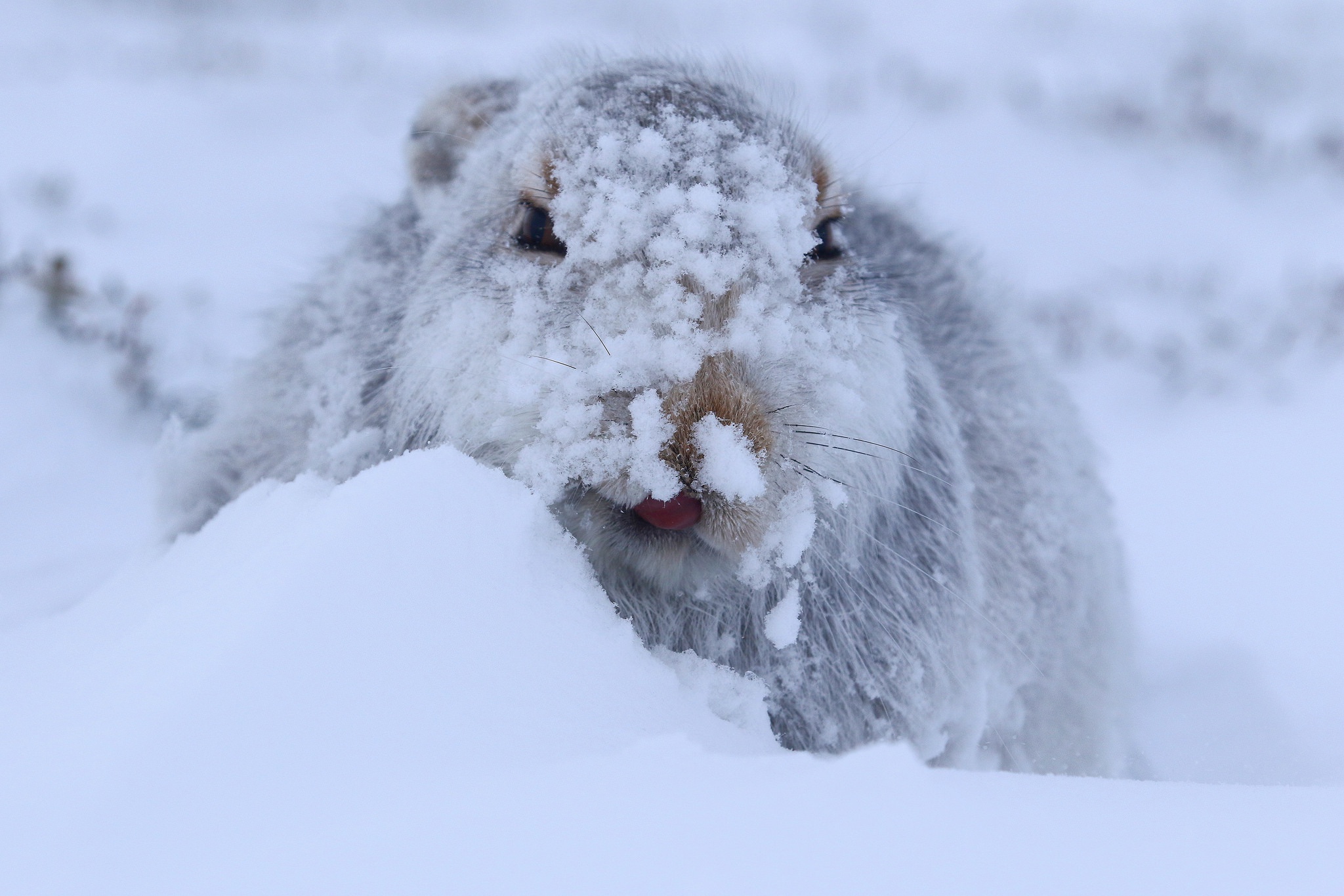 природа животные заяц беляк снег зима загрузить