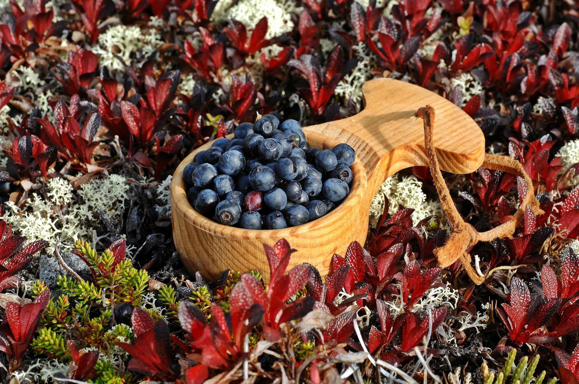 Обои растения, листья, ягоды, черника, ковшик, plants, leaves, berries, blueberries, scoop разрешение 1993x1322 Загрузить