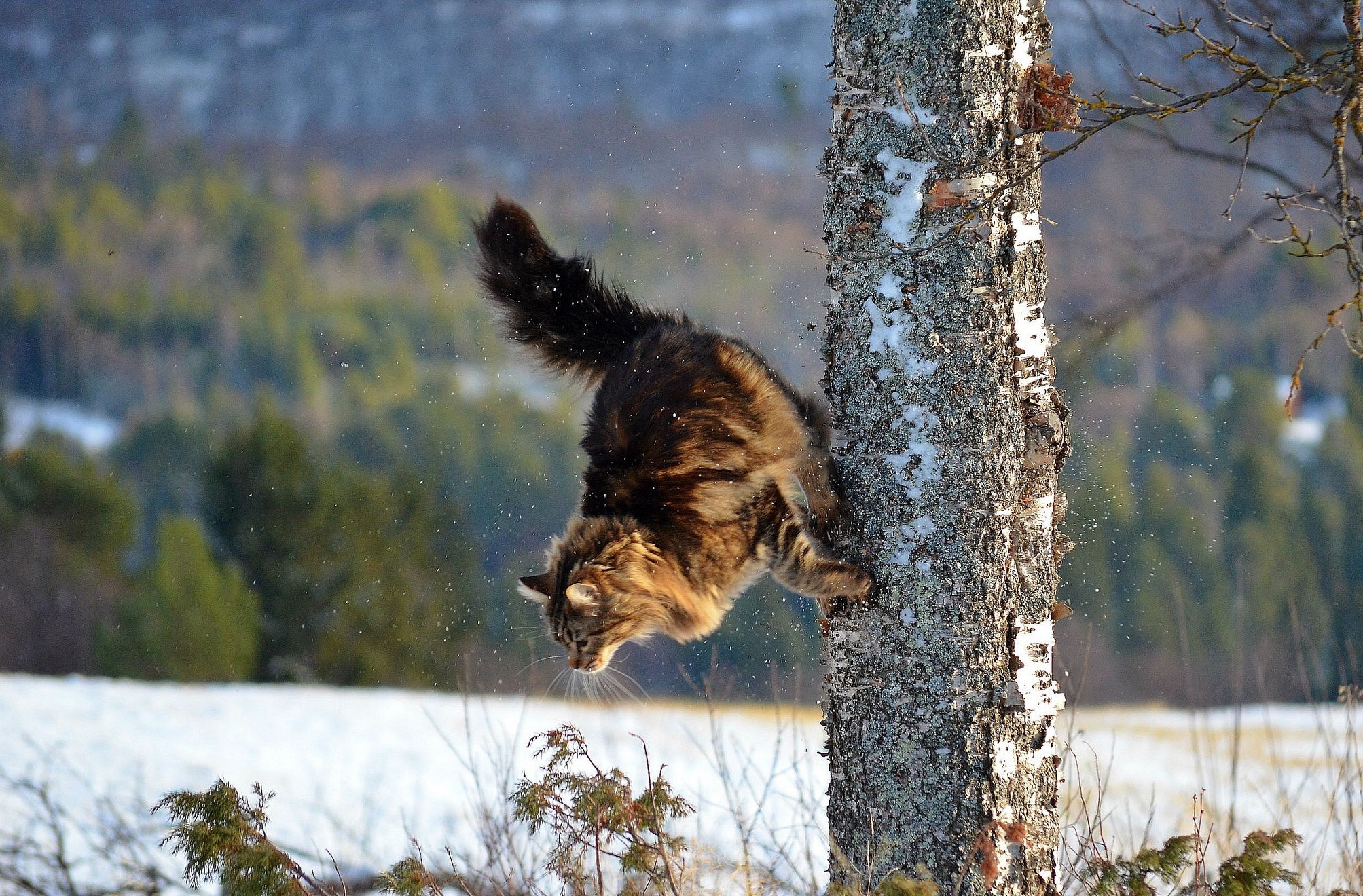 Слезает с полки. Кошка в прыжке. Пушистый кот в прыжке. Кот прыгает с дерева. Кошка пушистая в прыжке.