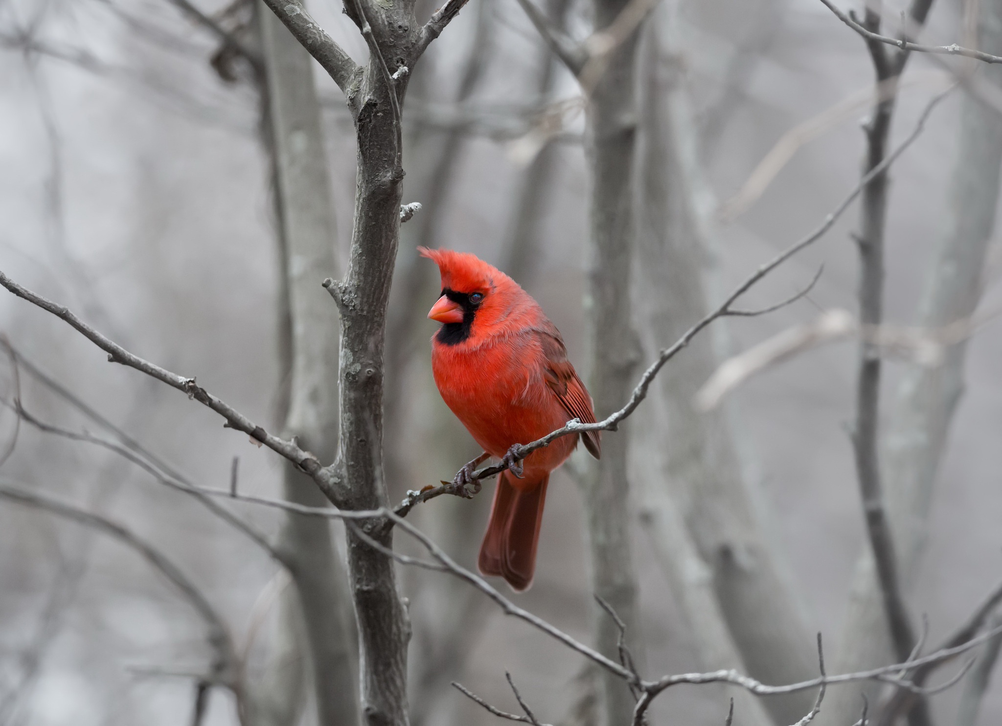 Обои природа, фон, птица, кардинал, nature, background, bird, cardinal разрешение 2048x1484 Загрузить