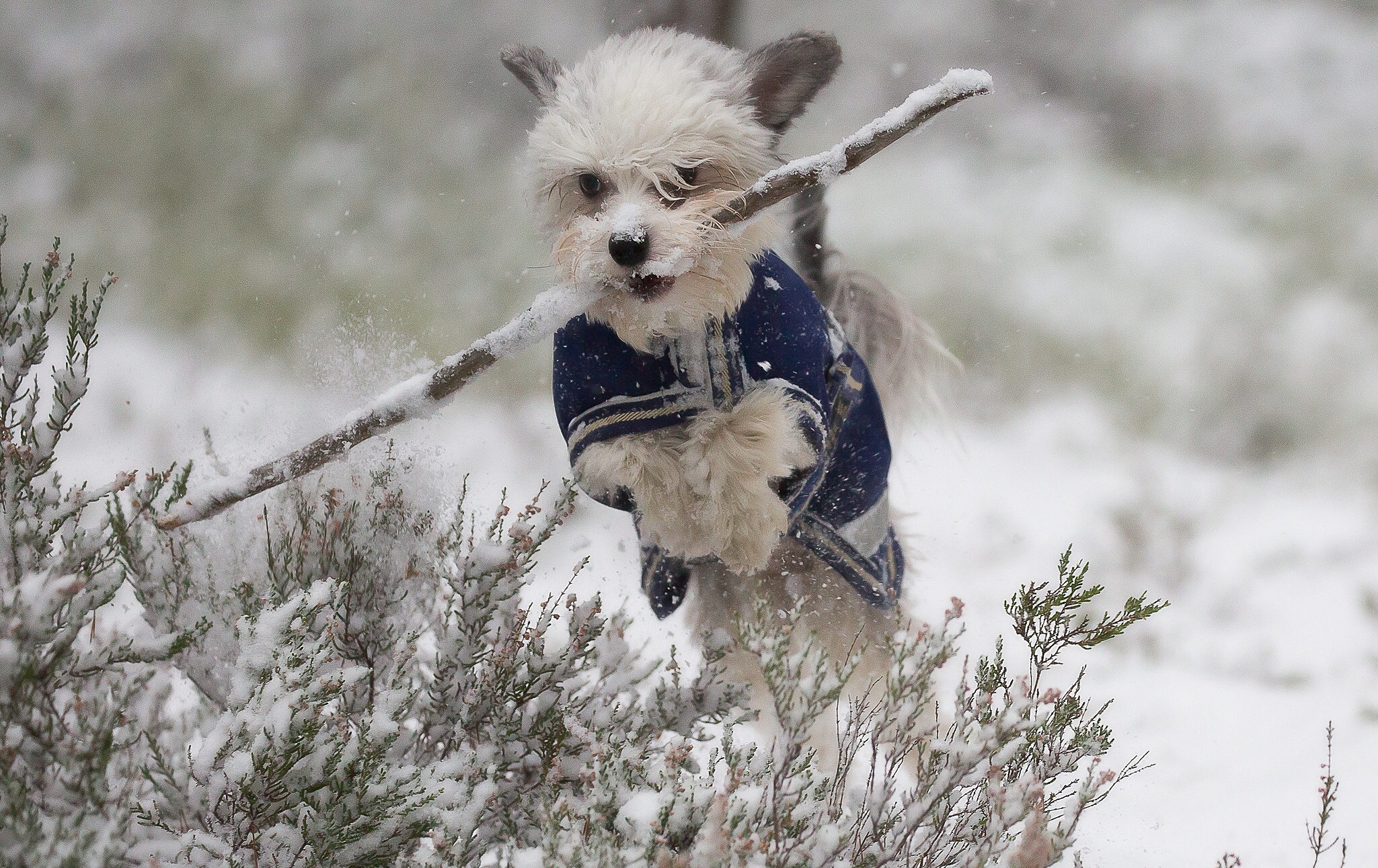 Собака снежок. Прогулка с собакой. Прогулка с собакой зимой. Собака в снегу. Маленькая собачка зимой.