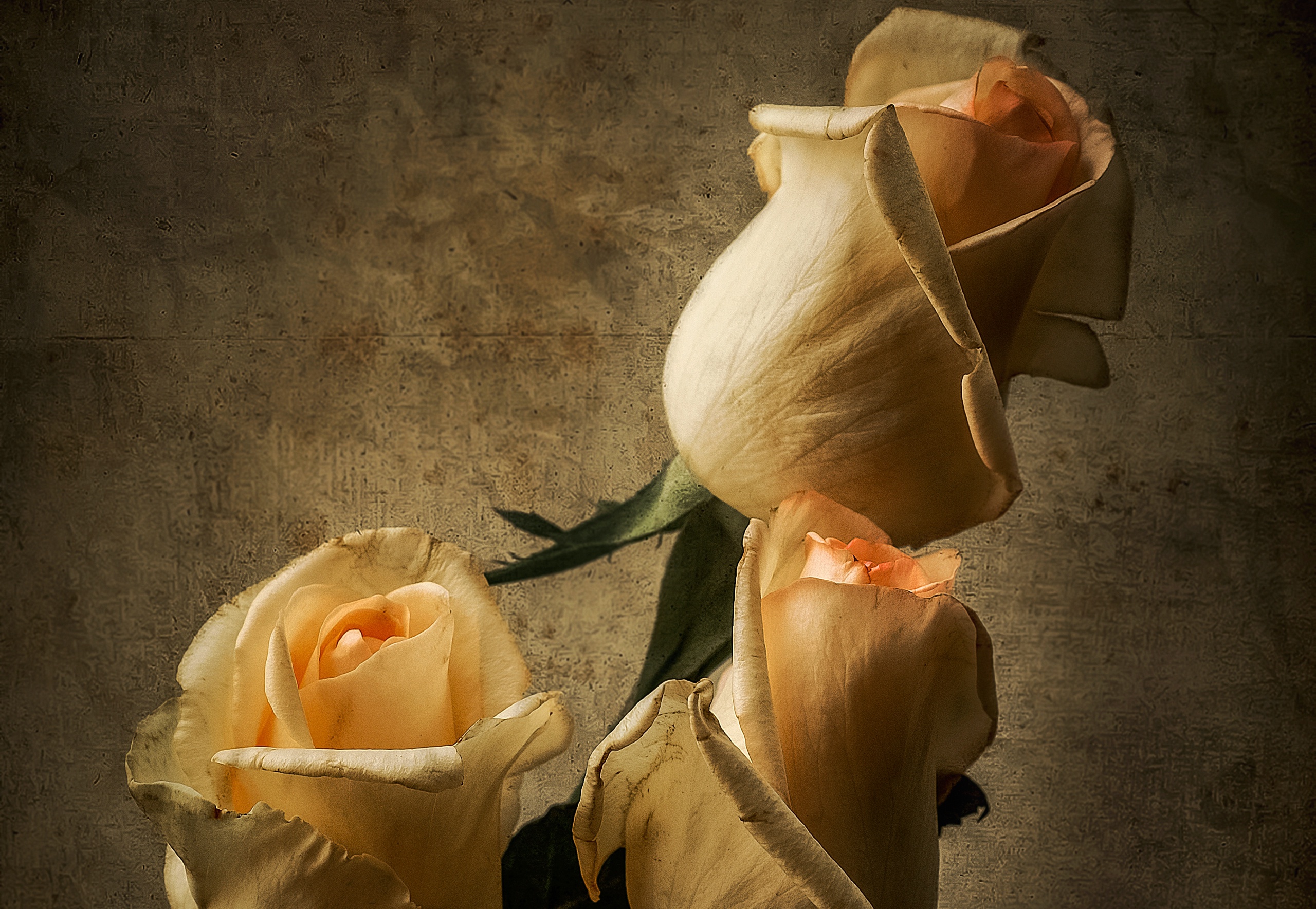 Обои бутоны, розы, лепестки, букет, buds, roses, petals, bouquet разрешение 2560x1769 Загрузить