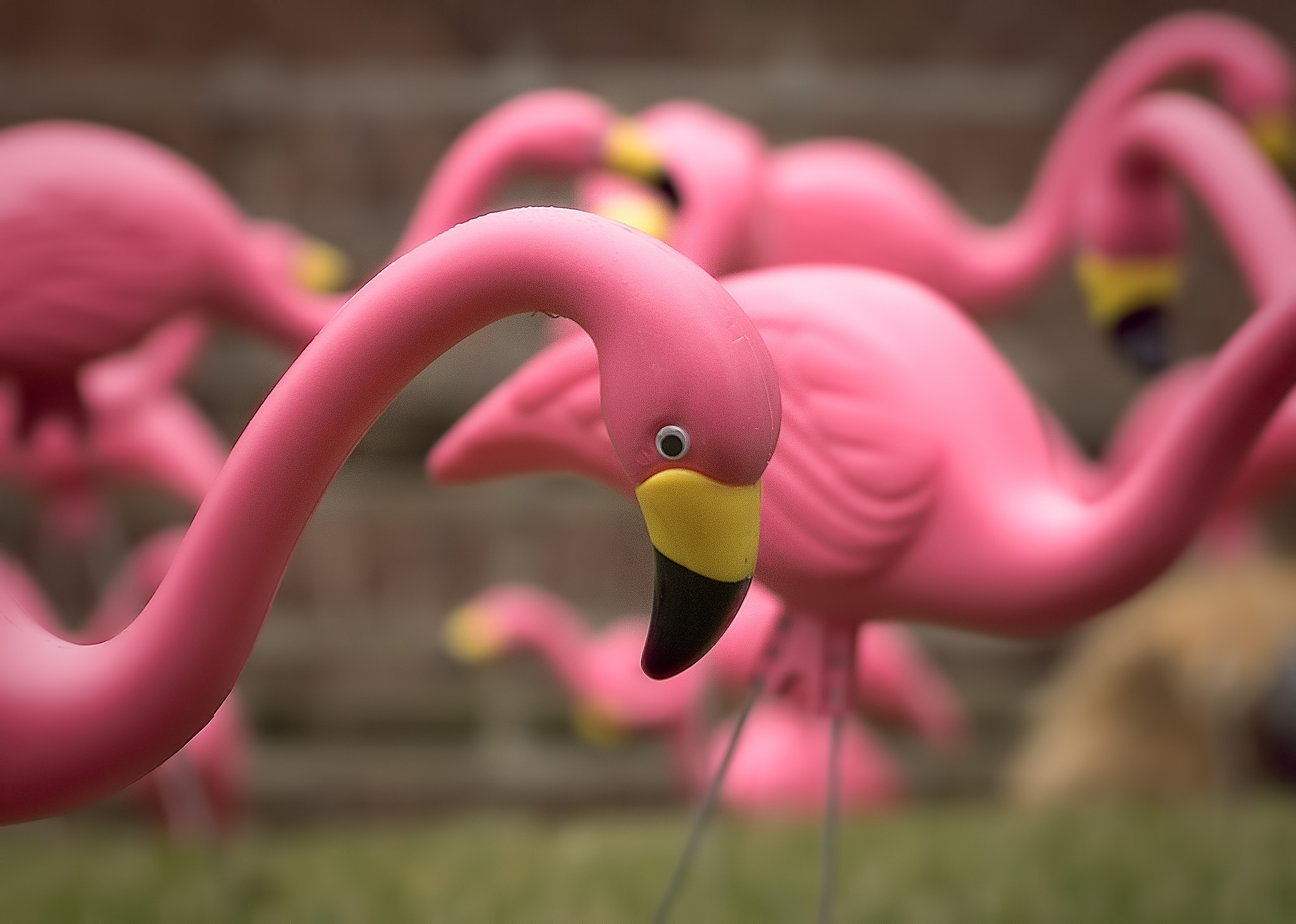 Обои фламинго, игрушки, крупным планом, a flock of pink flamingos, flamingo, toys, closeup разрешение 2048x1460 Загрузить