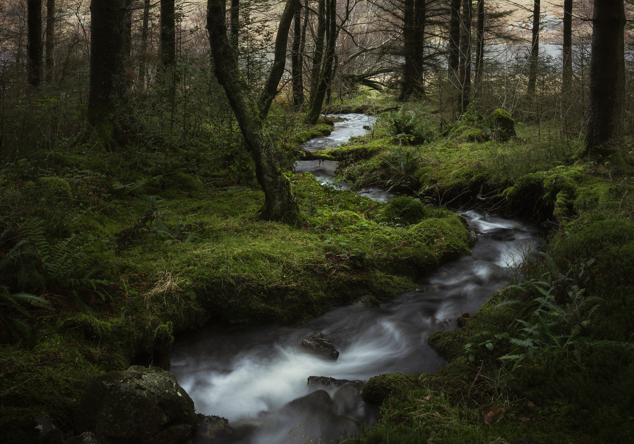 Обои деревья, лес, ручей, trees, forest, stream разрешение 2048x1436 Загрузить