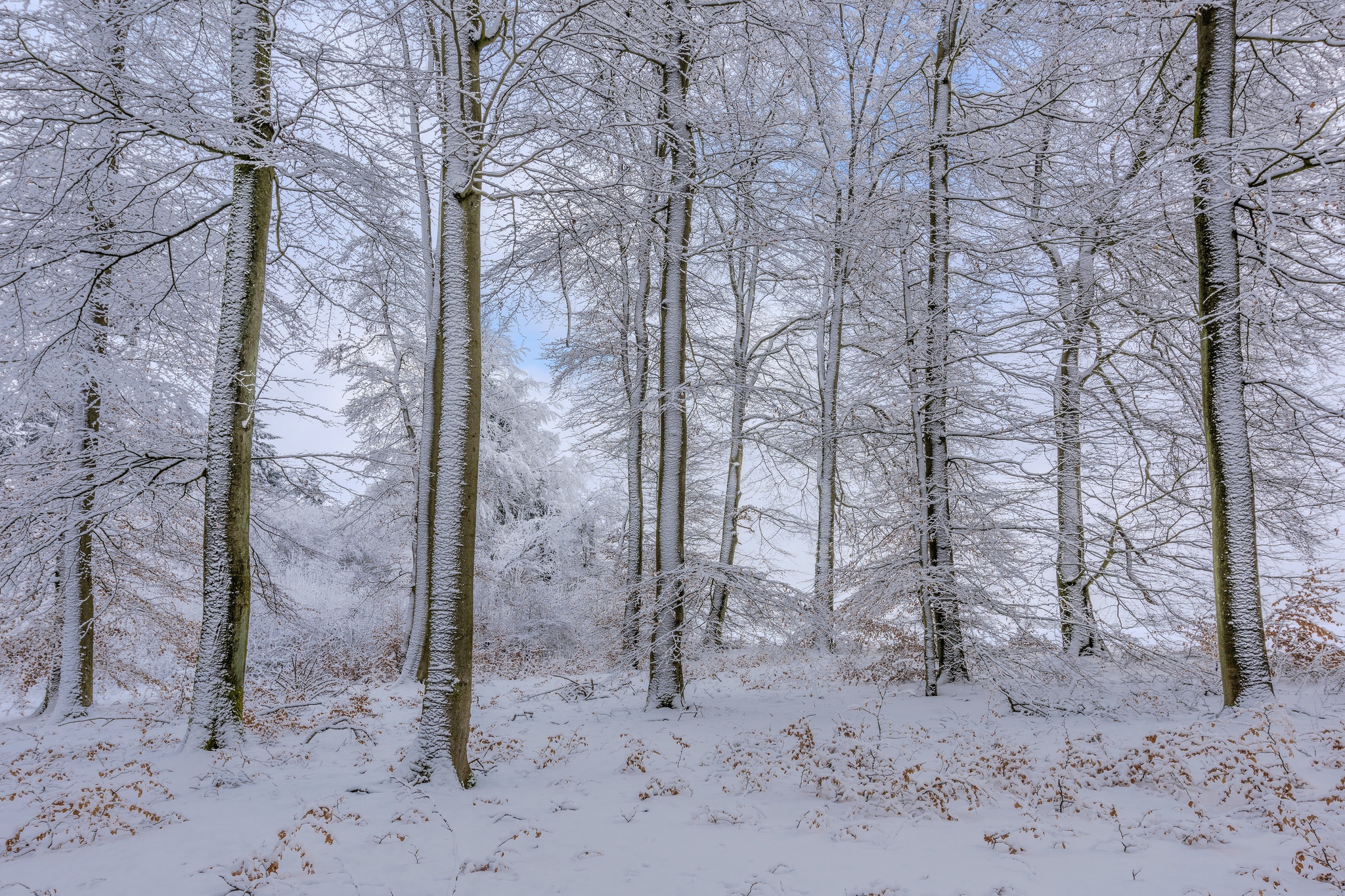 Обои деревья, снег, лес, зима, trees, snow, forest, winter разрешение 2048x1365 Загрузить