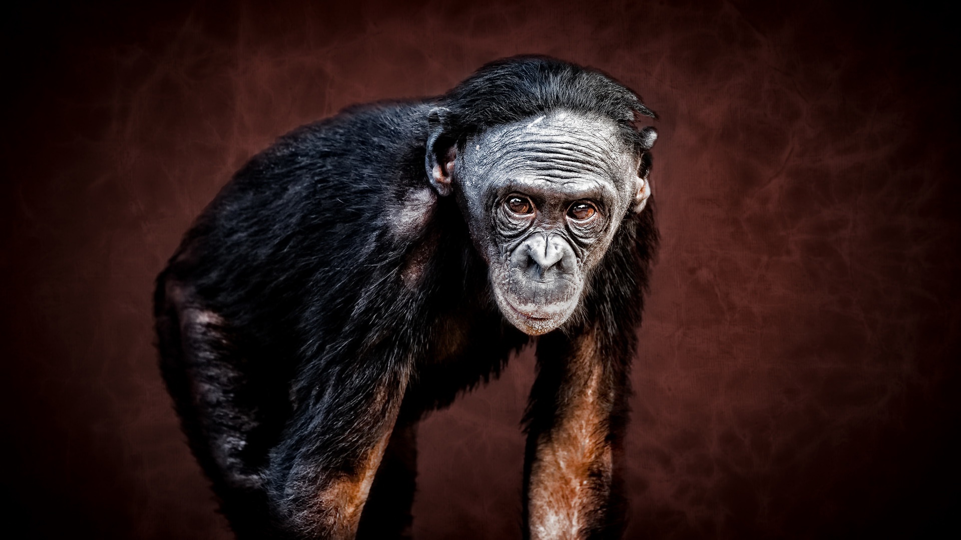 Обои взгляд, обезьяна, зоопарк, шимпанзе, look, monkey, zoo, chimpanzees разрешение 1920x1080 Загрузить