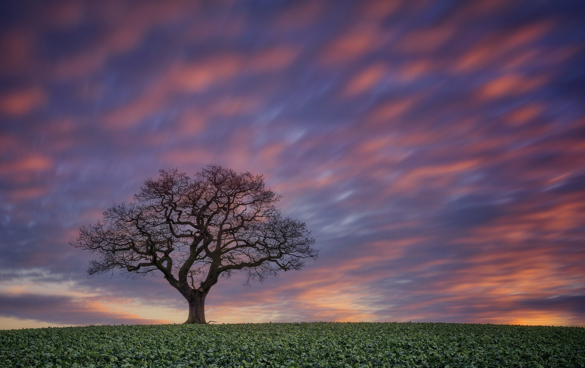 Обои небо, дерево, закат, поле, the sky, tree, sunset, field разрешение 2048x1289 Загрузить