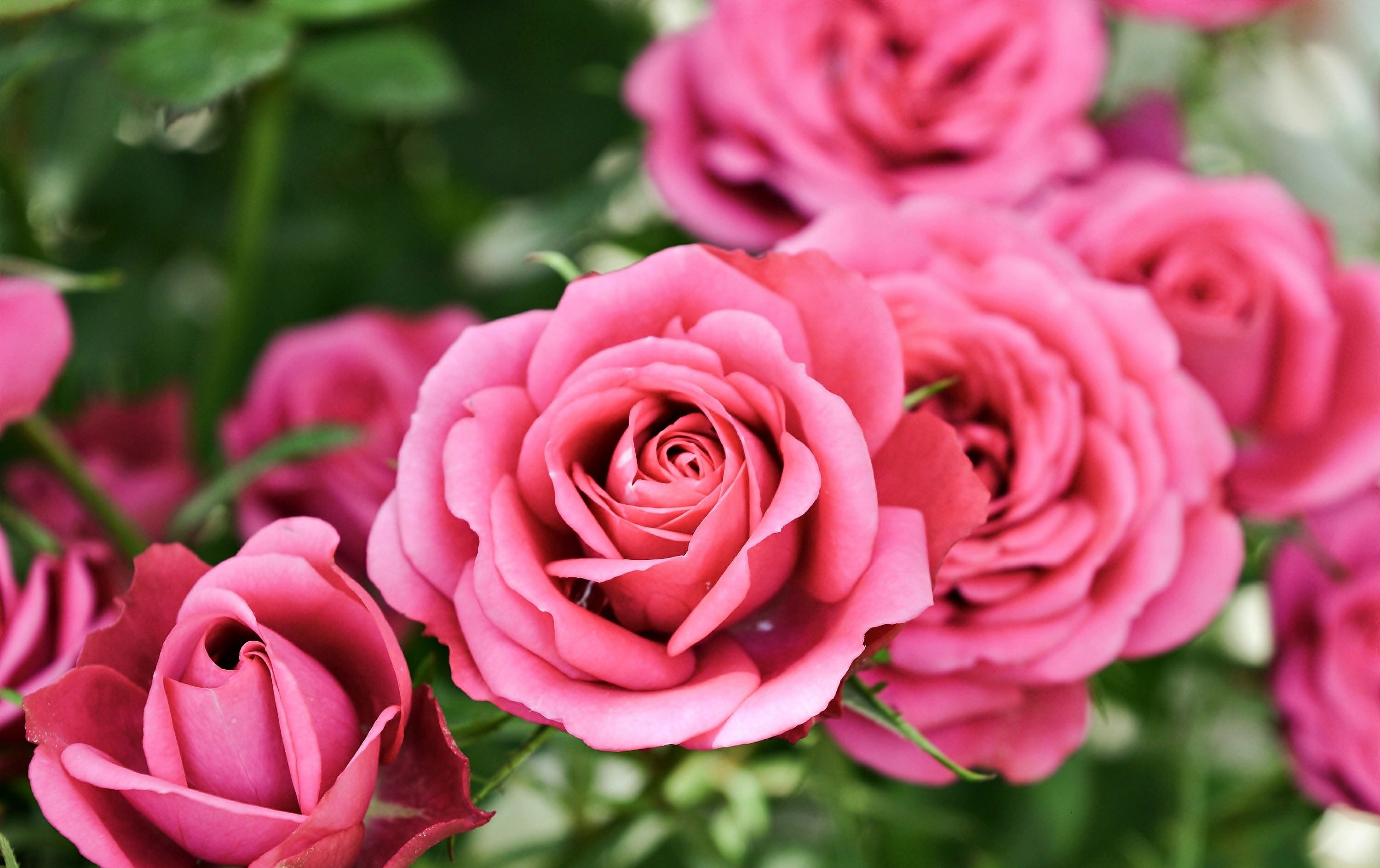 Обои цветы, розы, боке, розовые розы, flowers, roses, bokeh, pink roses разрешение 3000x1887 Загрузить