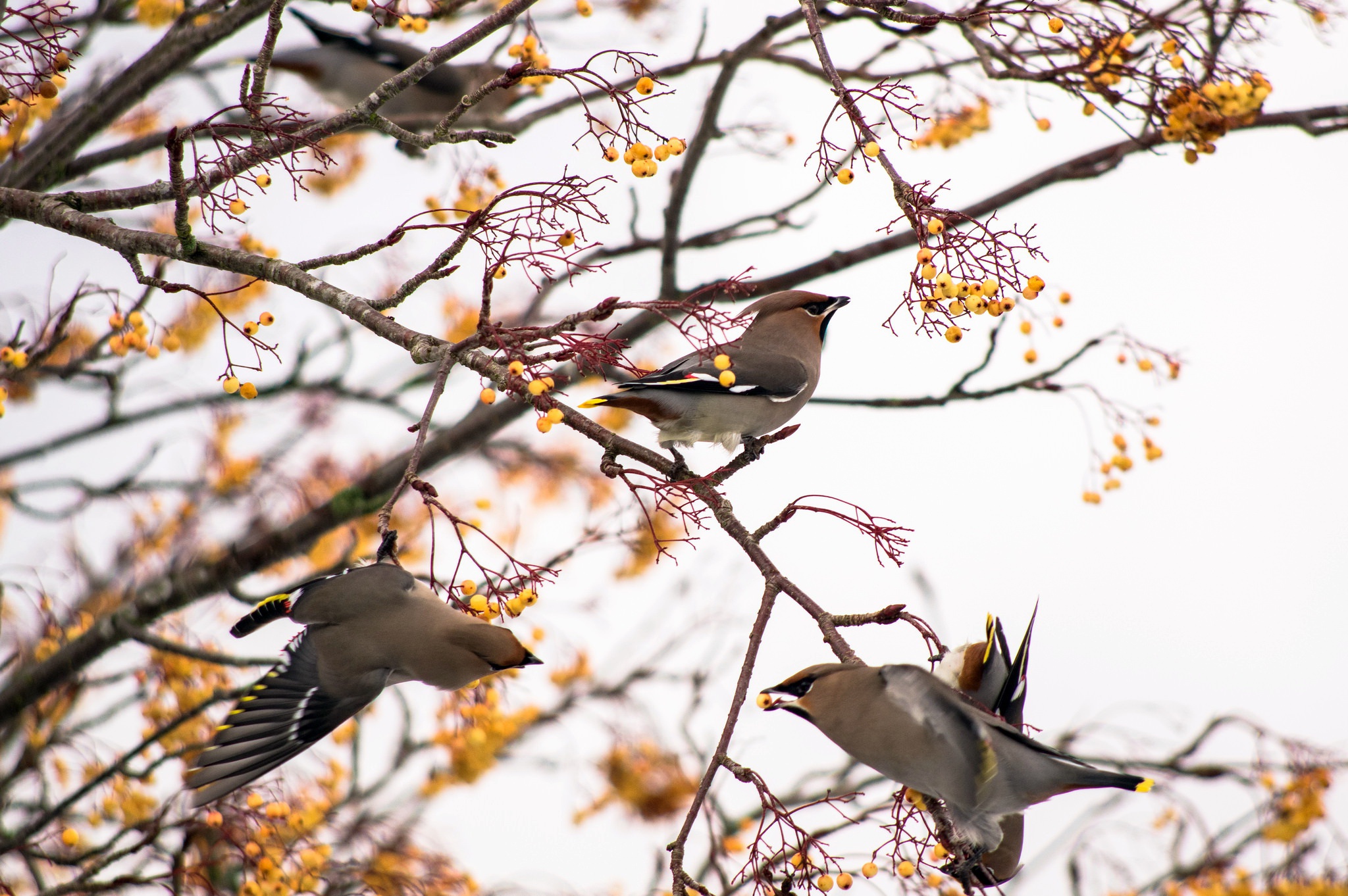 Обои природа, ветки, птицы, ягоды, nature, branches, birds, berries разрешение 2048x1362 Загрузить