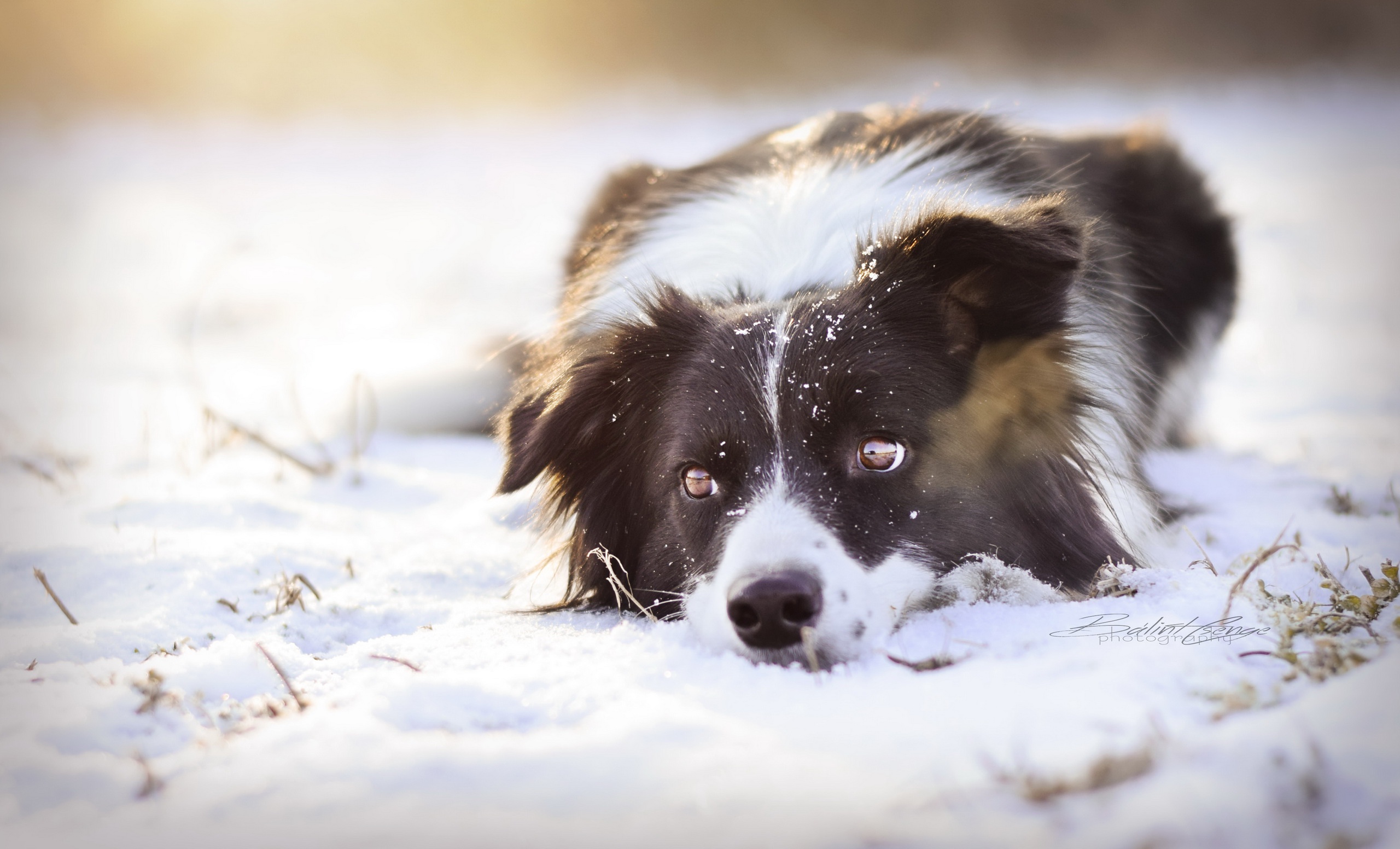 Обои снег, взгляд, собака, snow, look, dog разрешение 2560x1552 Загрузить