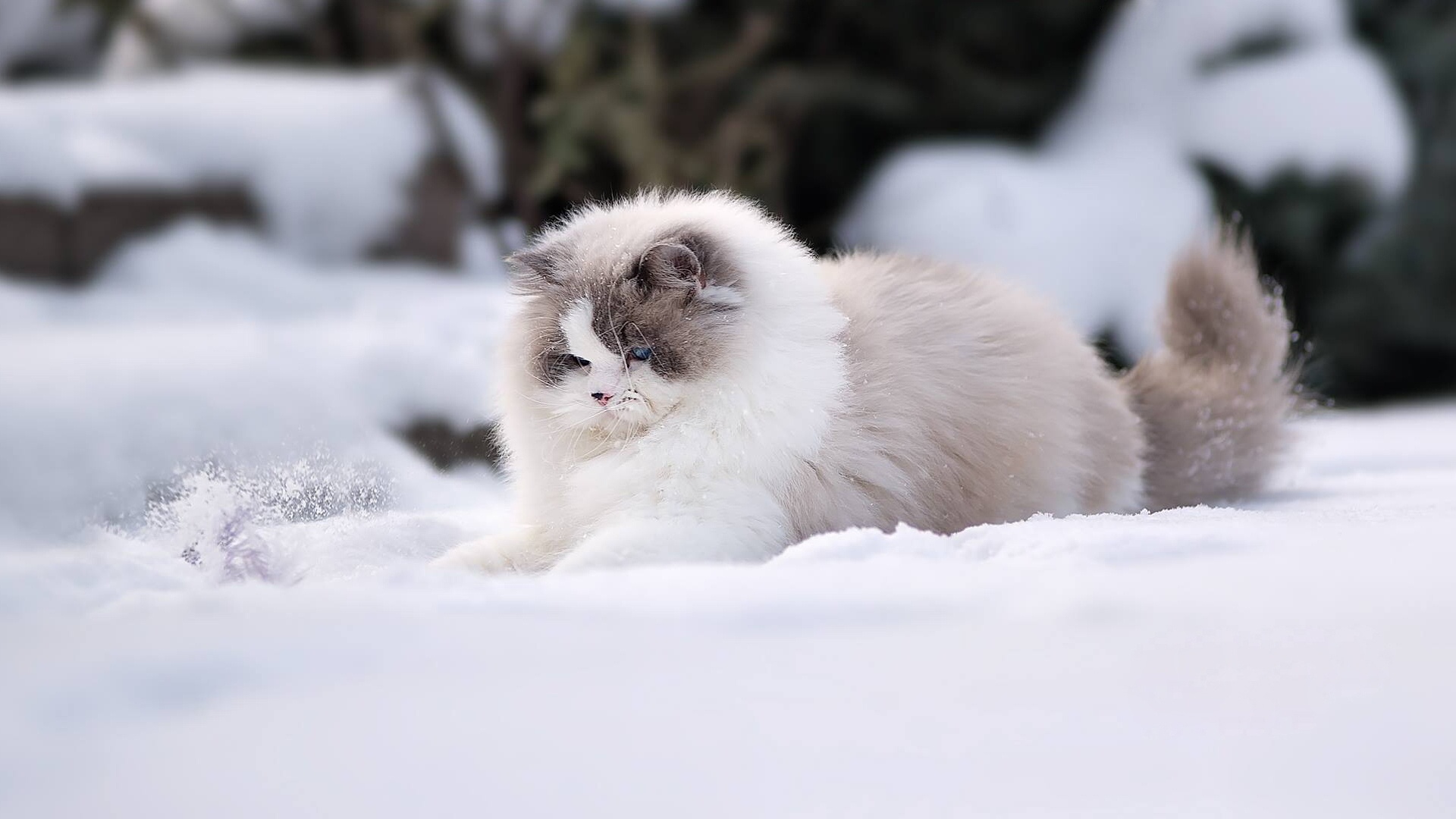 Кошка пушистая белая зима снег загрузить