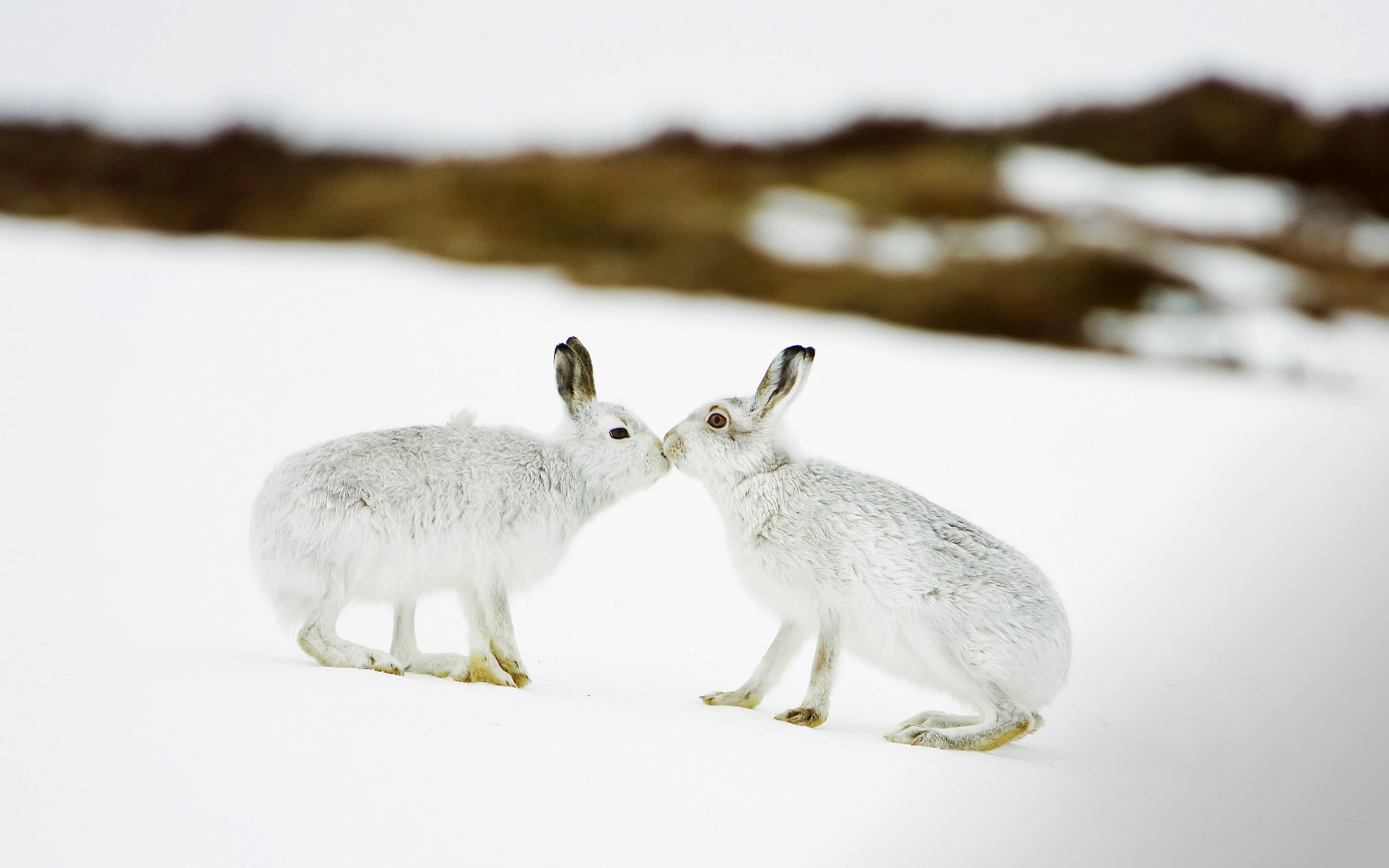 природа животные заяц беляк снег зима без смс