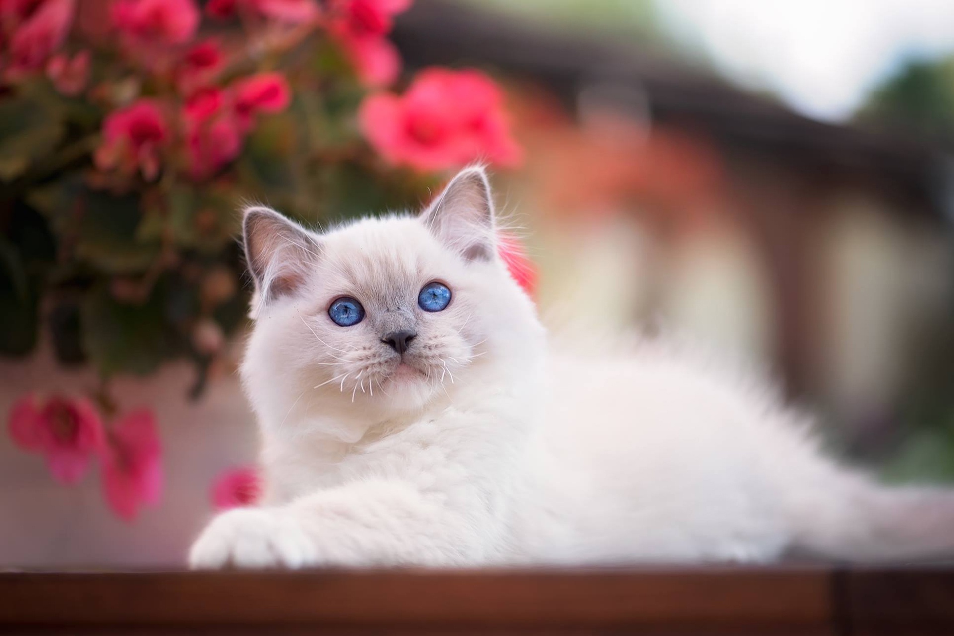 кот белый животное корзина голубые глаза скачать