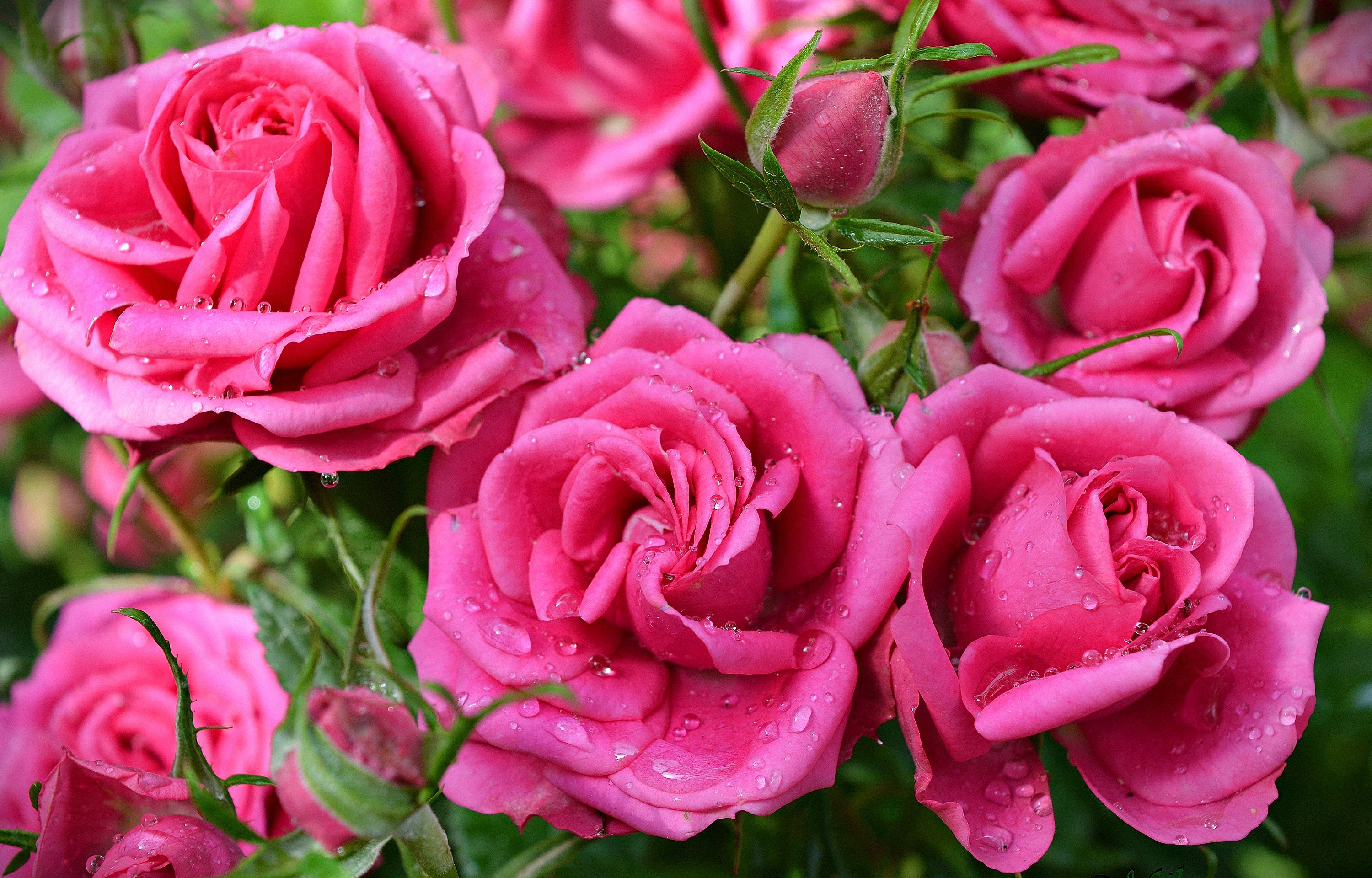 Картинки розы. Роза Пинк Флорилэнд. Роза Хион. Роза почвопокровная Пинк Флорилэнд. Роза фурор.