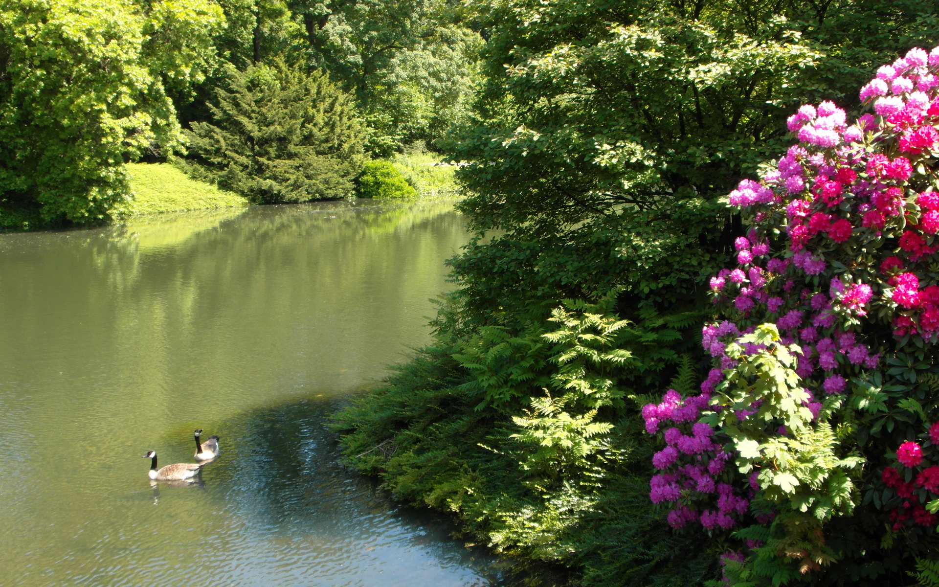 Обои природа, парк, кусты, пруд, германия, утки, рододендрон, nature, park, the bushes, pond, germany, duck, rhododendron разрешение 1920x1200 Загрузить