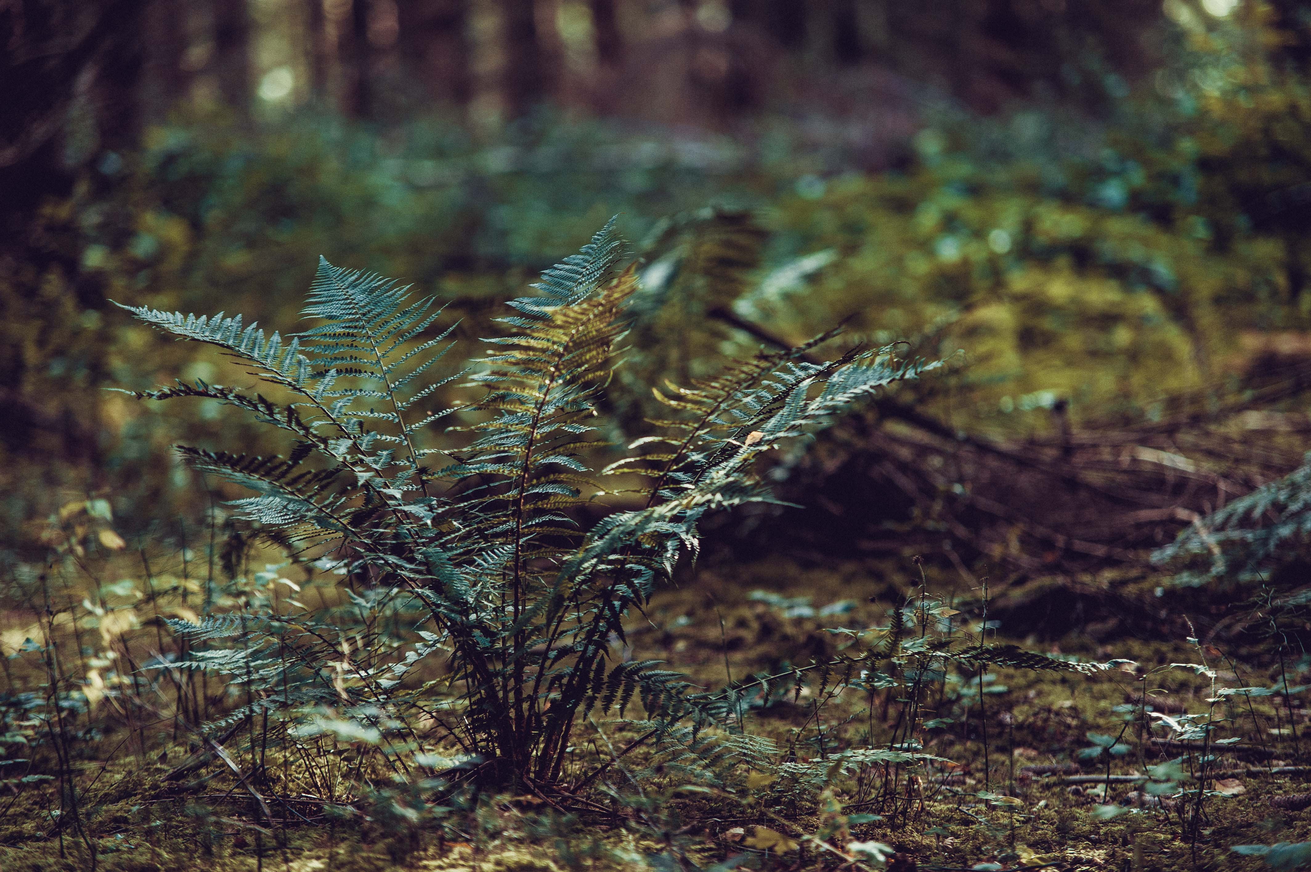 Обои трава, природа, растения, папоротник, grass, nature, plants, fern разрешение 4256x2832 Загрузить