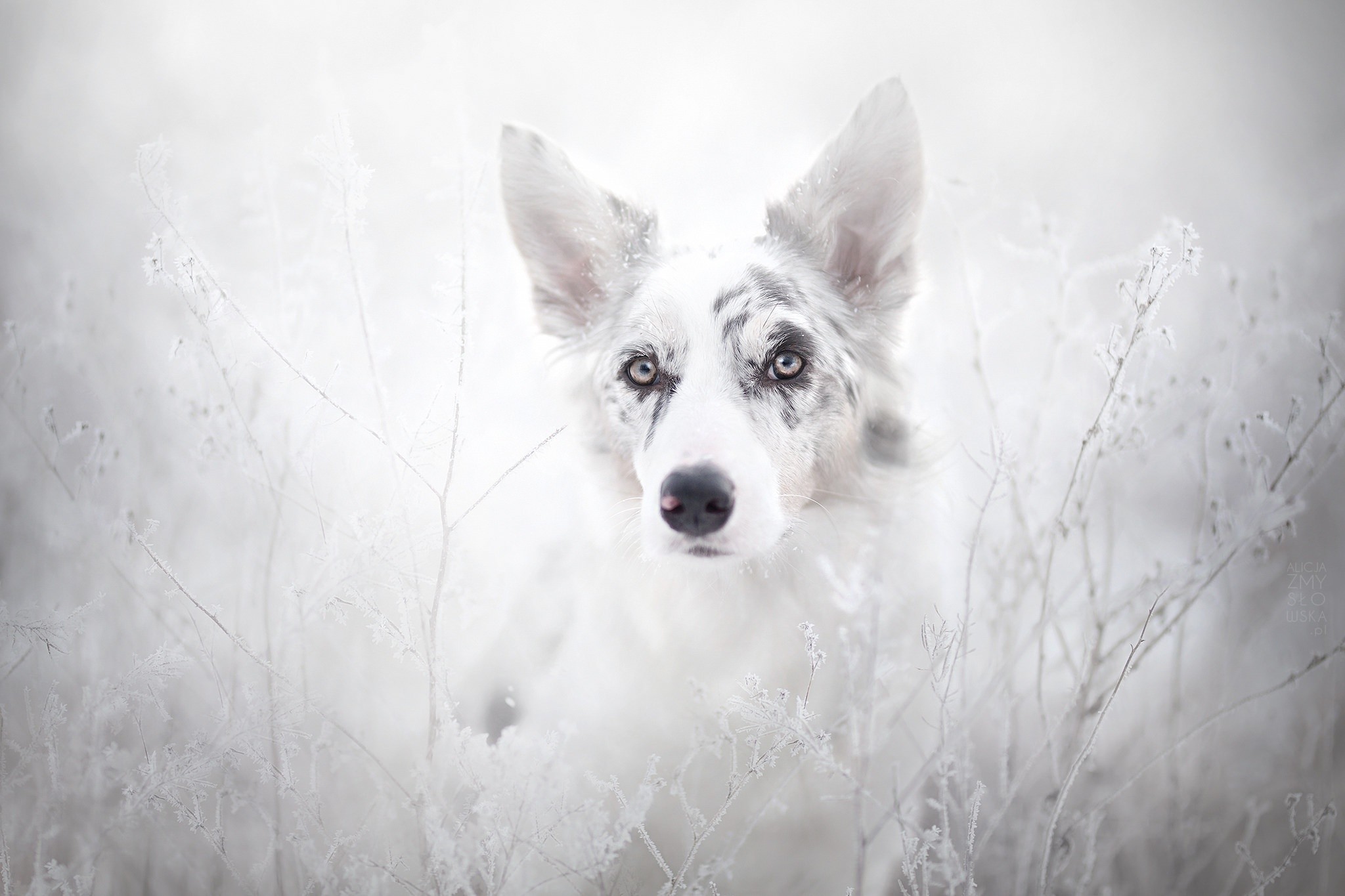 Обои животные, собака, австралийская овчарка, animals, dog, australian shepherd разрешение 2048x1365 Загрузить