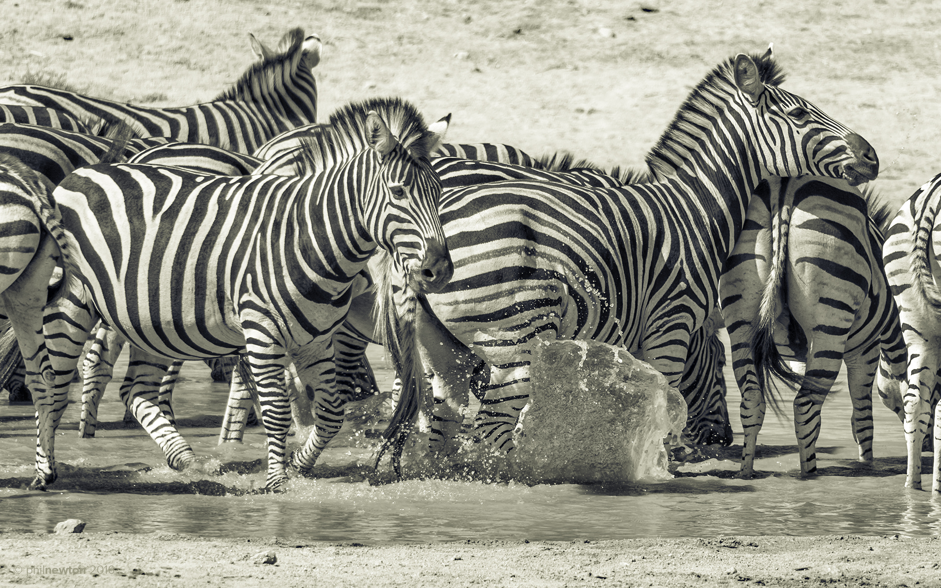 Обои природа, животные, чёрно-белое, африка, зебры, млекопитающие, prophil newton, nature, animals, black and white, africa, zebra, mammals разрешение 1920x1200 Загрузить