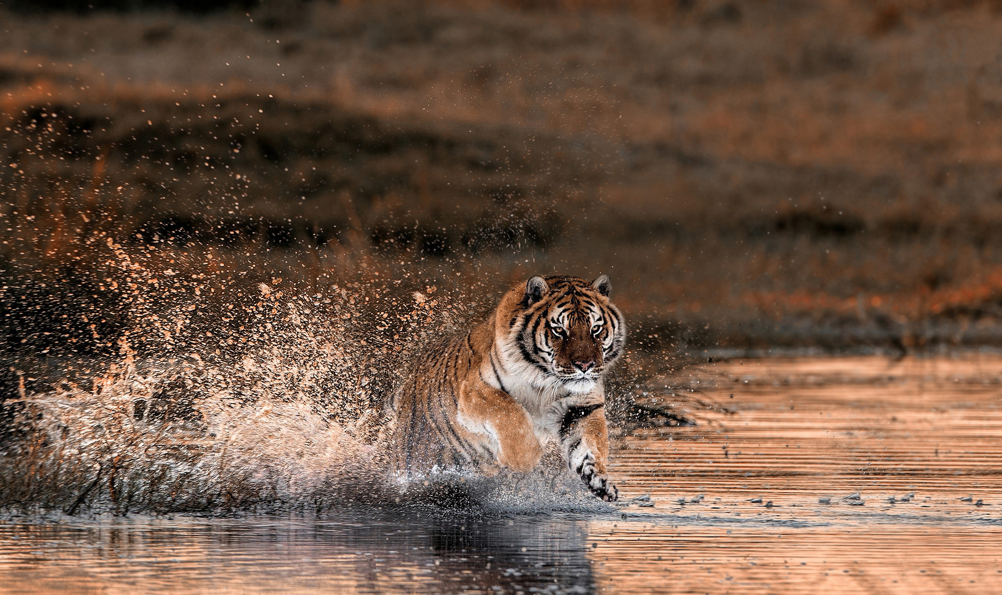 Прыгающий из воды тигр бесплатно
