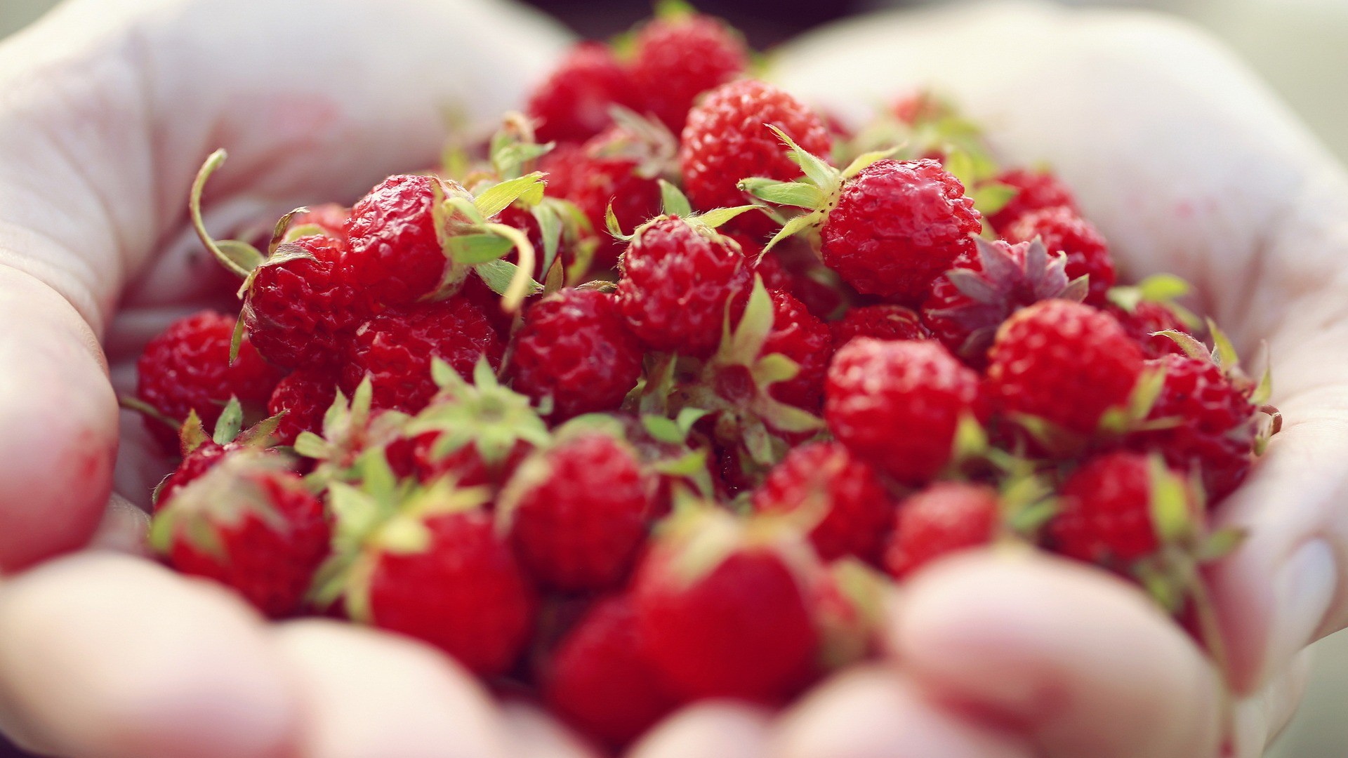 Обои ягода, клубника, руки, ладони, berry, strawberry, hands, palm разрешение 1920x1080 Загрузить