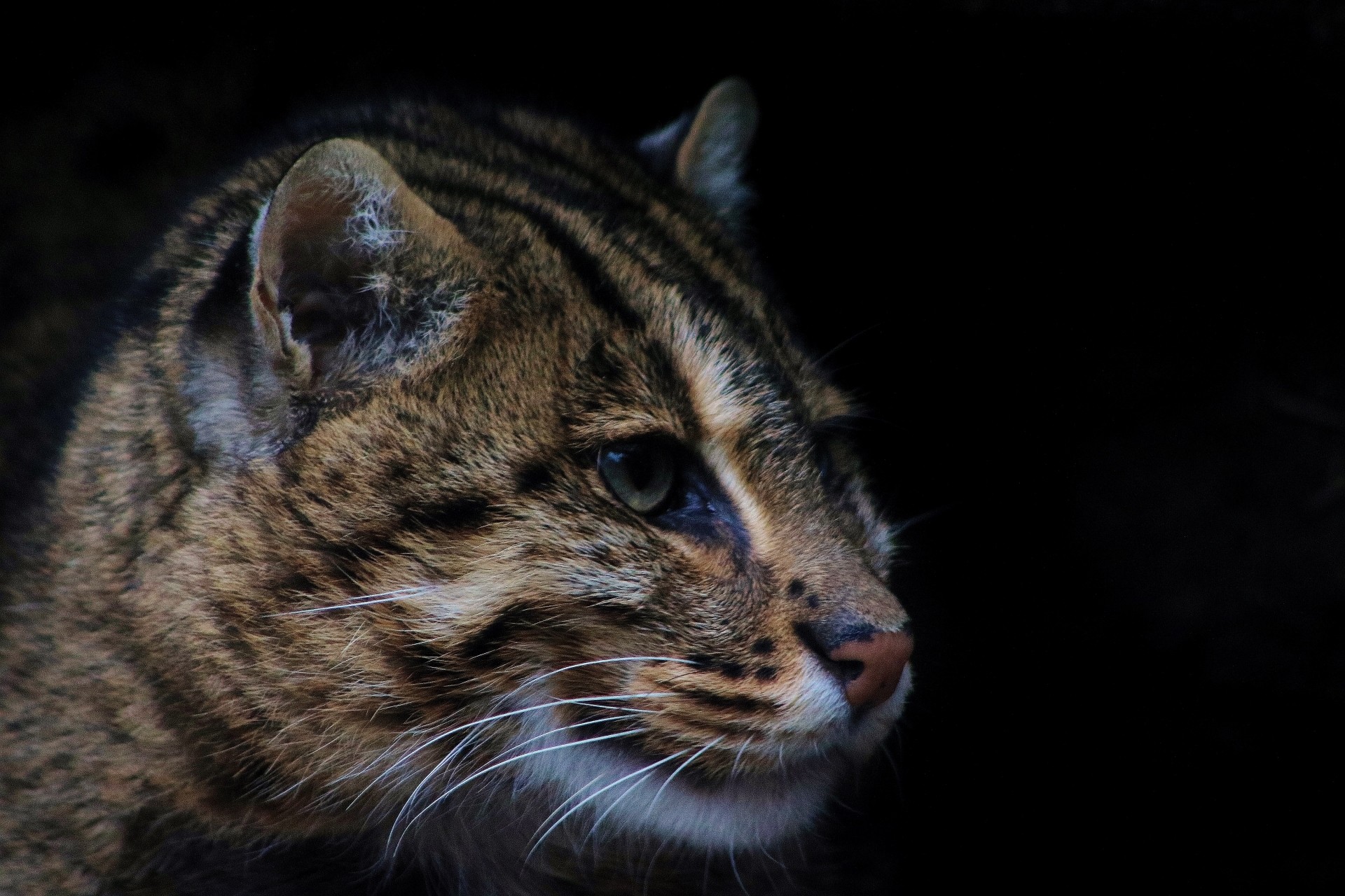 Обои кот, хищник, дикая кошка, кот рыболов, fishing cat, котчерный фонпростой фонживотные, cat, predator, wild cat, kot rybolov, cotchery poprostu foniatria разрешение 1920x1280 Загрузить