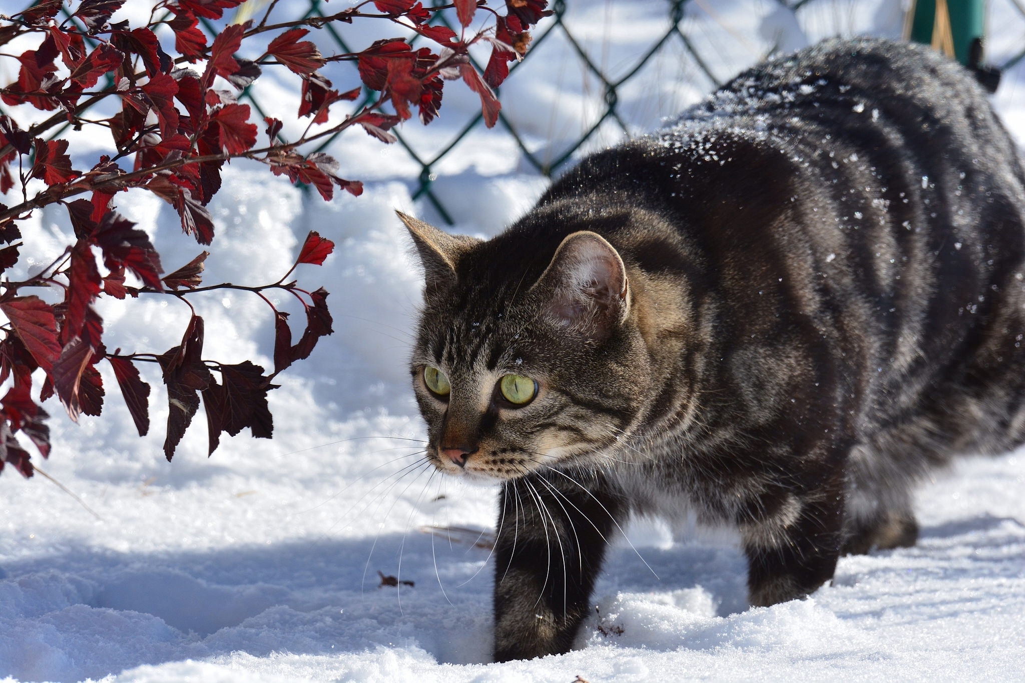 Обои снег, зима, животные, кот, ветки, кошка, забор, snow, winter, animals, cat, branches, the fence разрешение 2048x1366 Загрузить