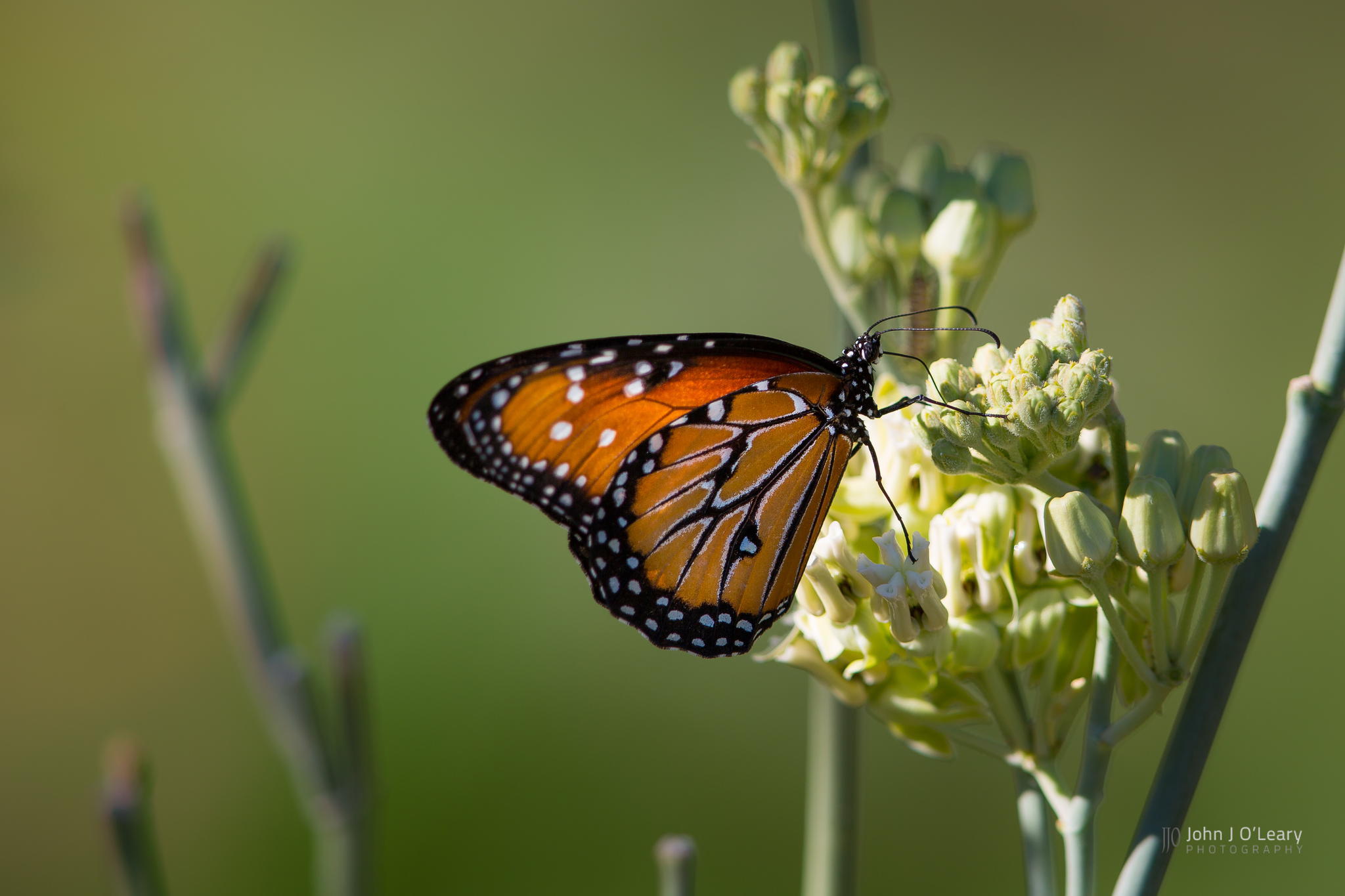 Цветок похож на крылья бабочки. Крылья бабочки растение. Красивые Крылья насекомых. Оса с крыльями бабочки. Бабочка с крыльями из цветов.