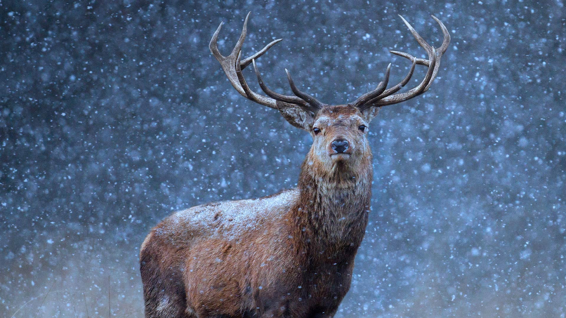 Обои снег, природа, олень, зима, взгляд, рога, snow, nature, deer, winter, look, horns разрешение 1920x1080 Загрузить