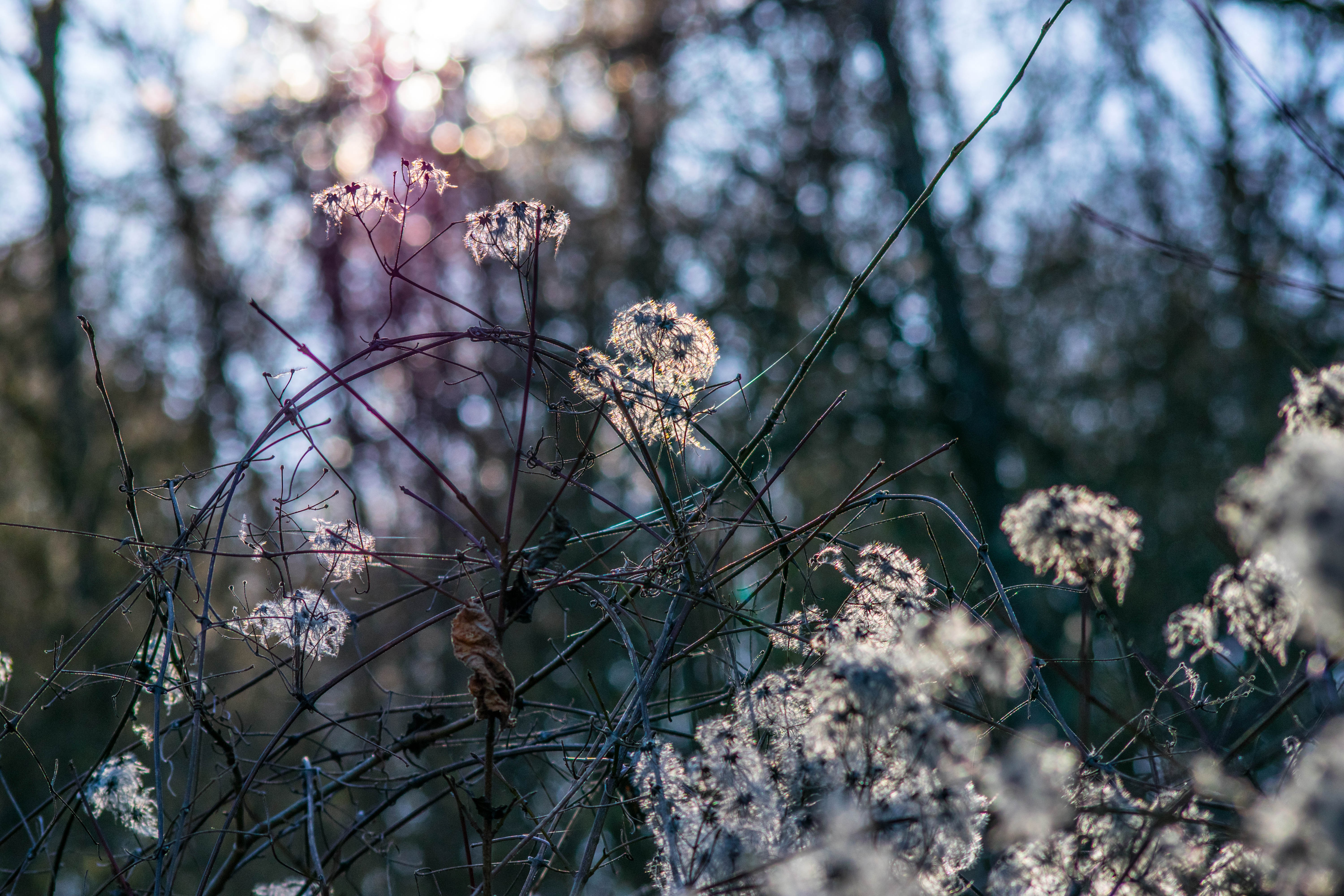 Обои природа, растения, лес, зима, боке, nature, plants, forest, winter, bokeh разрешение 6000x4000 Загрузить