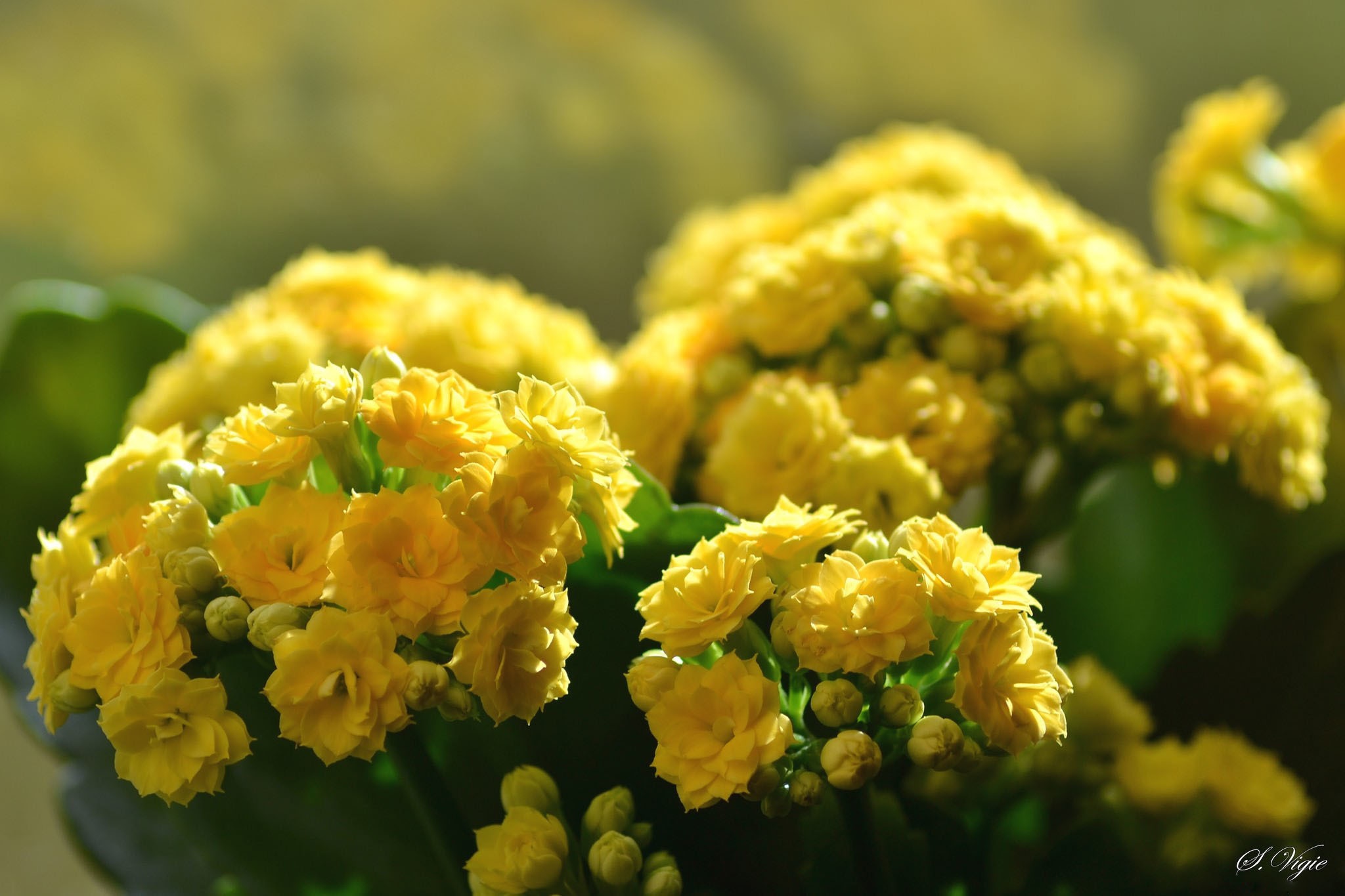 Цветы каланхоэ. Каланхоэ желтый. Каланхоэ каландива желтый. Каланхоэ желтый цветок. Каланхоэ с желтыми цветочками.