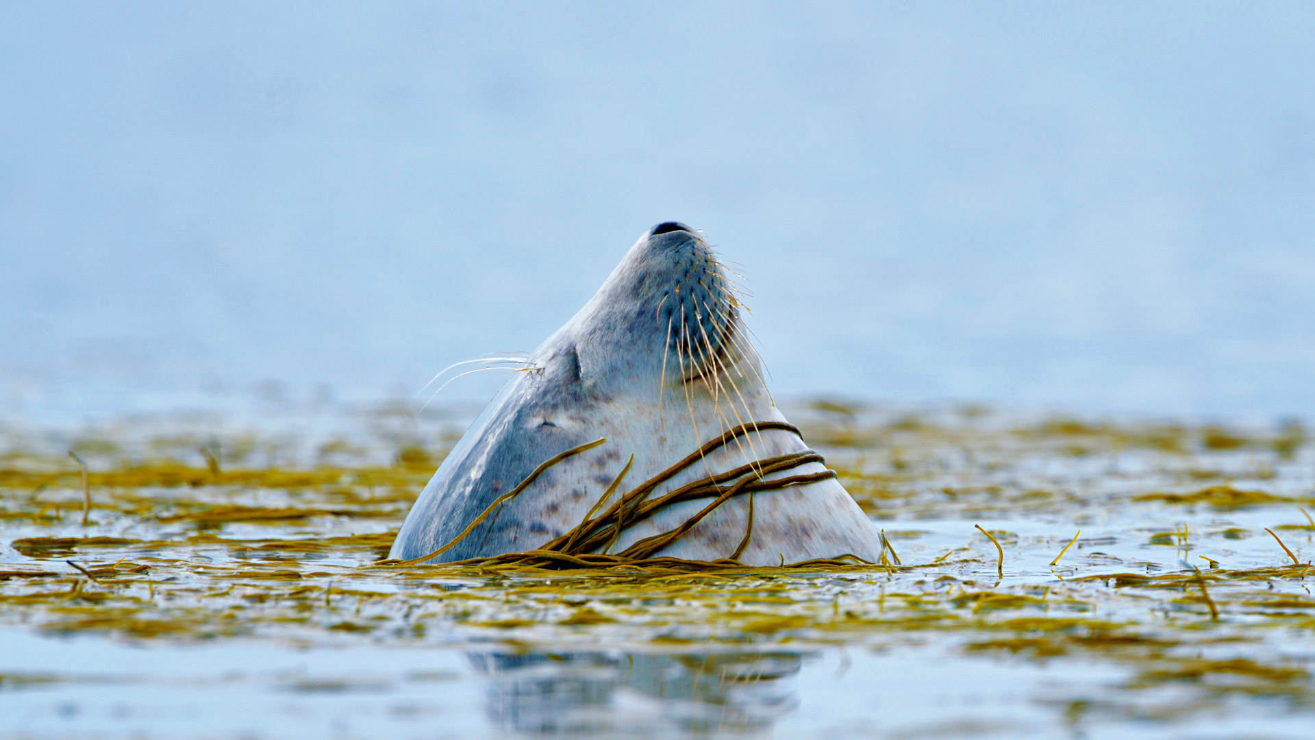 Обои вода, тюлень, голова, water, seal, head разрешение 1920x1080 Загрузить