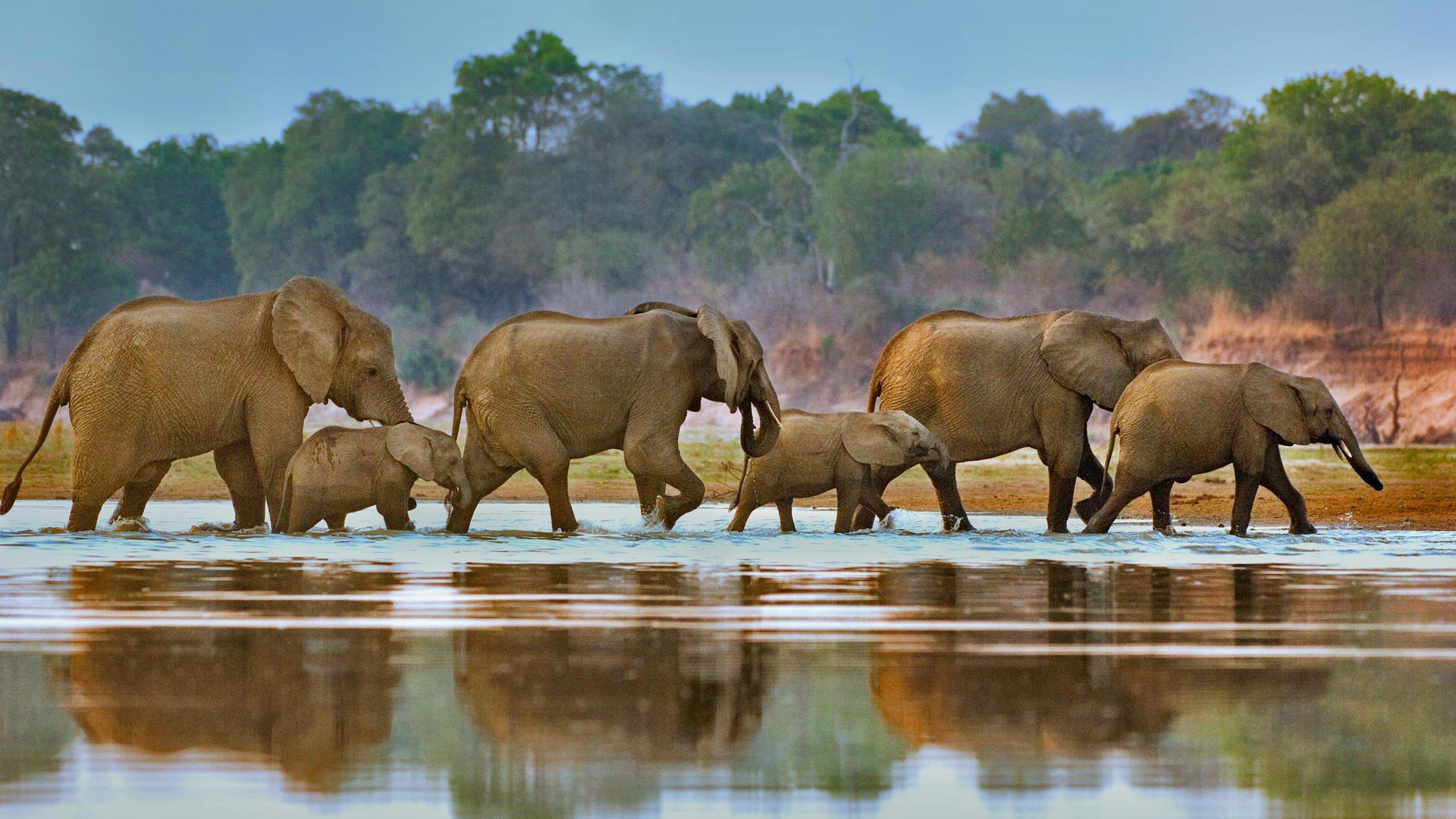 Обои озеро, слоны, дикая природа, lake, elephants, wildlife разрешение 1920x1080 Загрузить