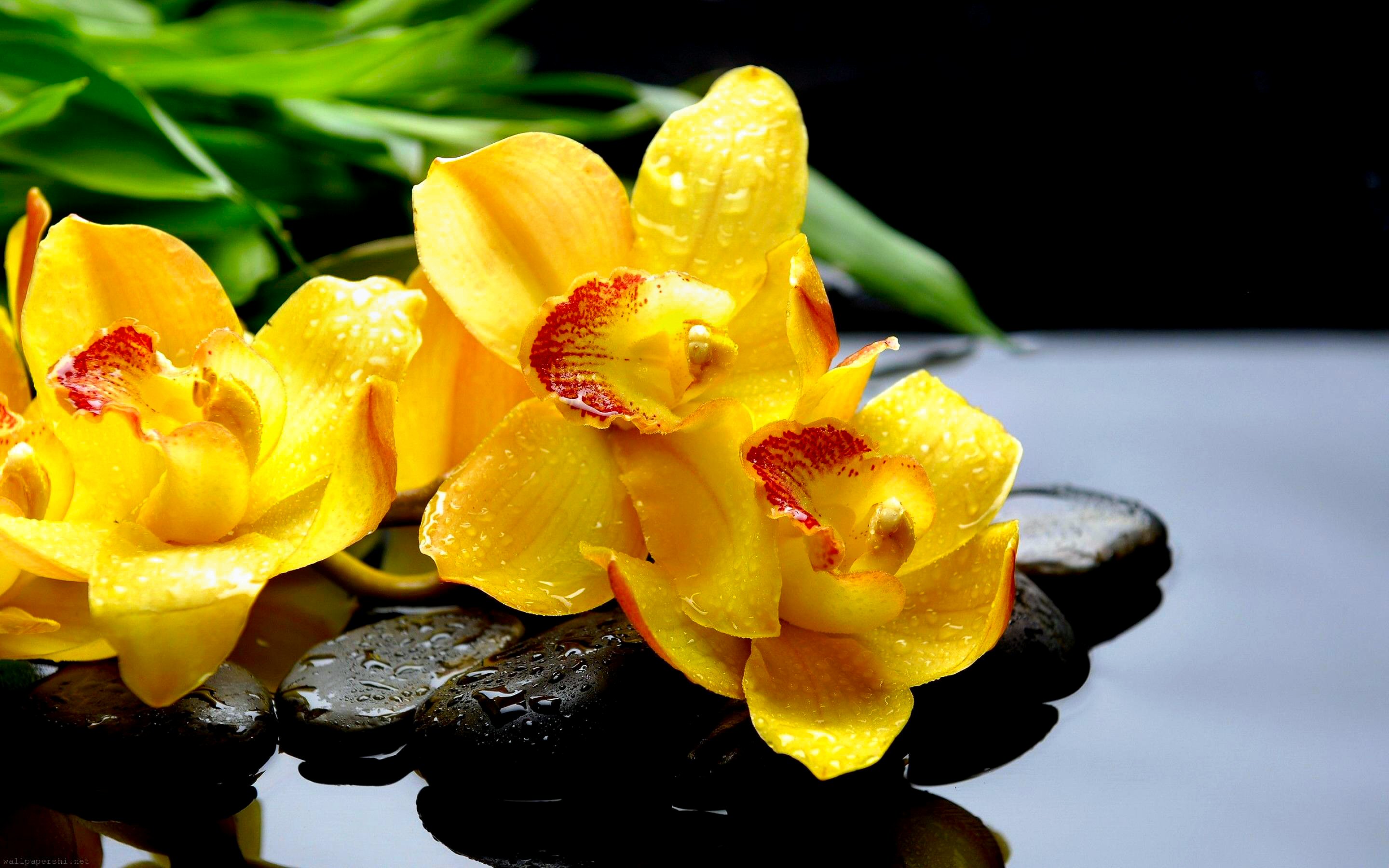 Обои цветы, орхидеи, камни, макро, отражение, капли, жёлтая, желтые, орхидея, чёрные, black, flowers, orchids, stones, macro, reflection, drops, yellow, orchid разрешение 2880x1800 Загрузить