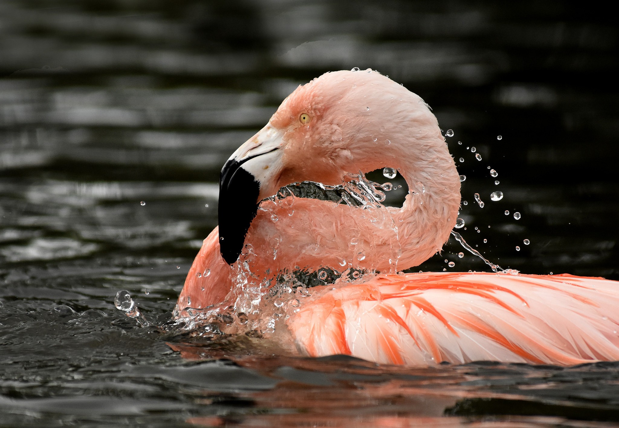 Обои вода, фламинго, птица, клюв, перья, шея, розовый фламинго, water, flamingo, bird, beak, feathers, neck, pink flamingos разрешение 2048x1417 Загрузить