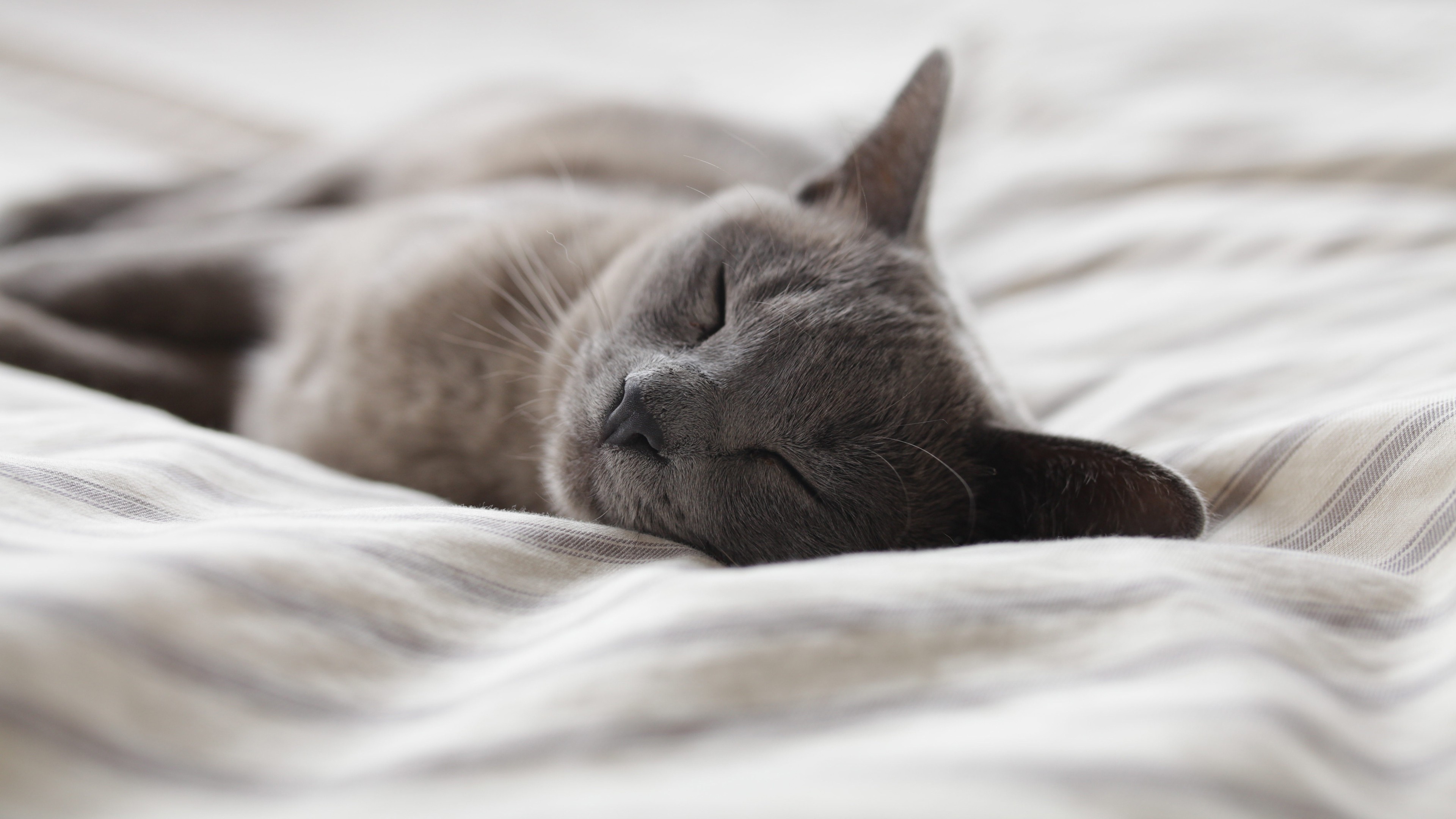 Обои кот, кошка, сон, постель, cat, sleep, bed разрешение 3840x2160 Загрузить